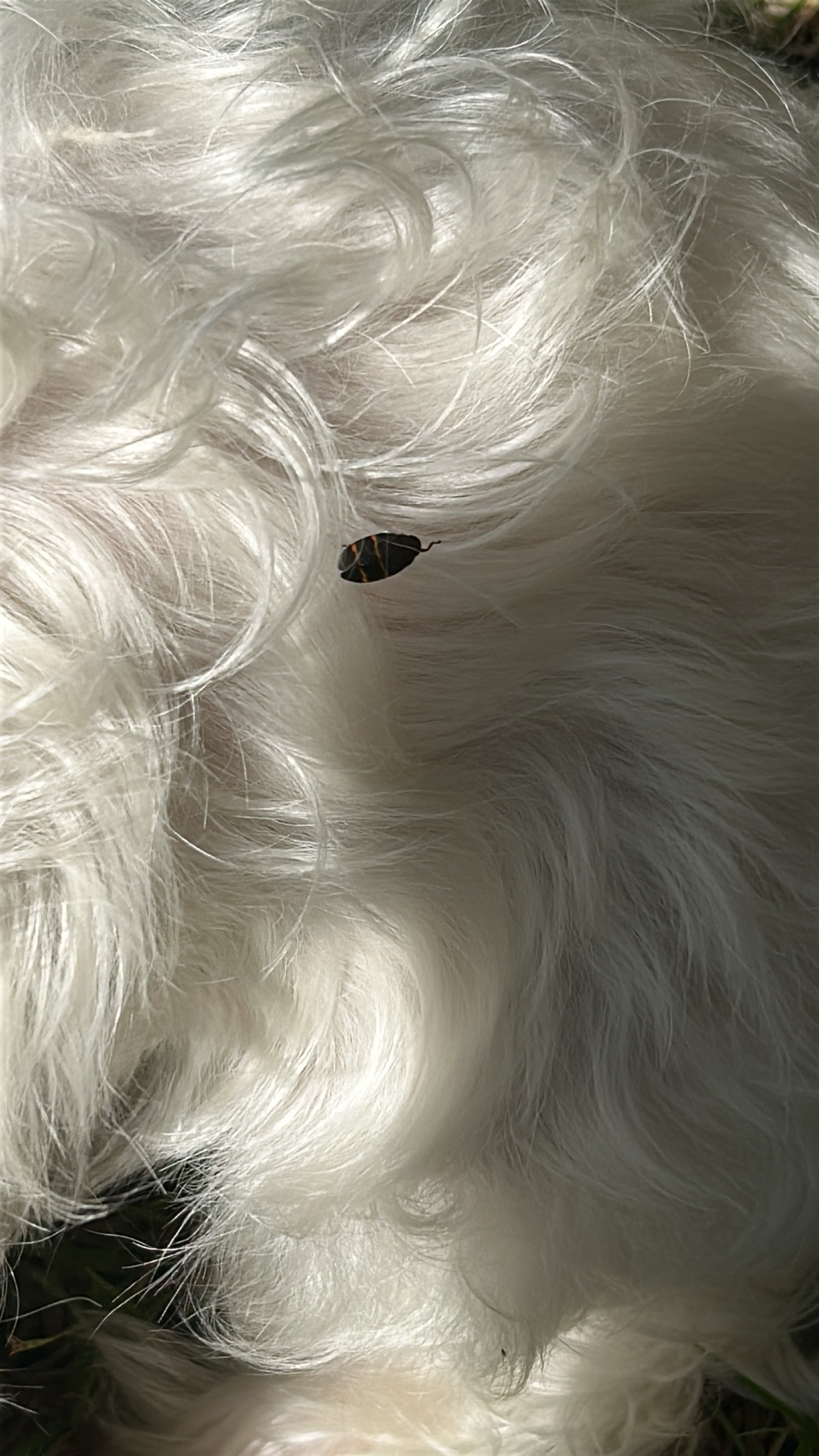 A small insect rests on the fluffy white fur of a dog.