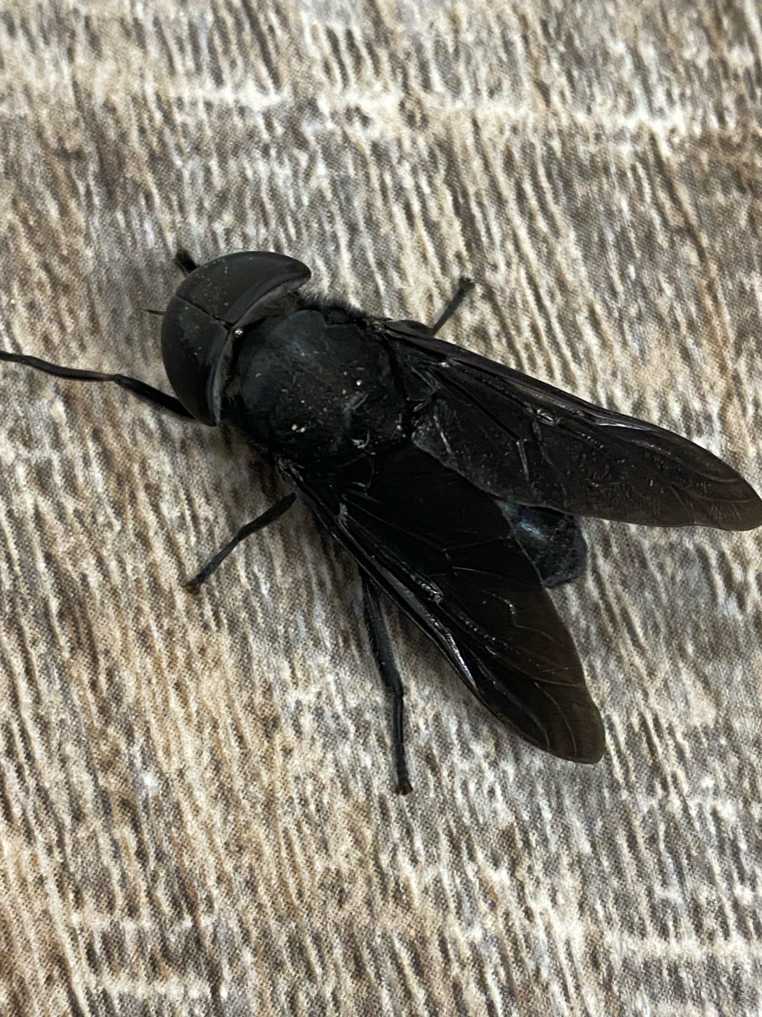 A large black fly rests on a textured surface.