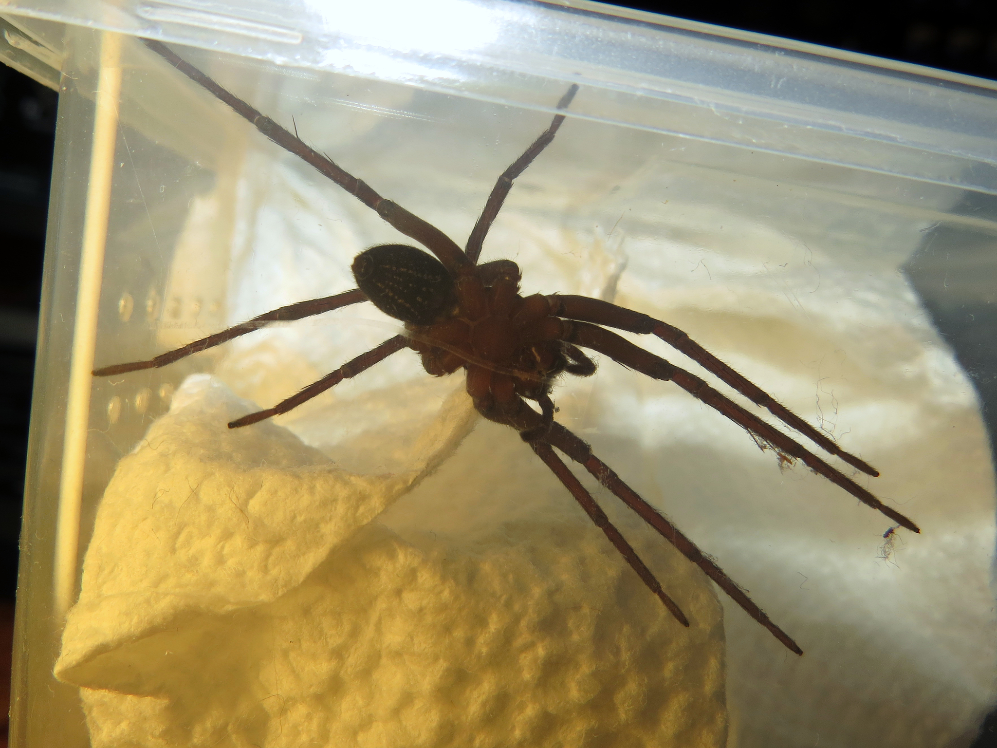 A brown spider with long legs sits inside a clear container on a white paper towel.