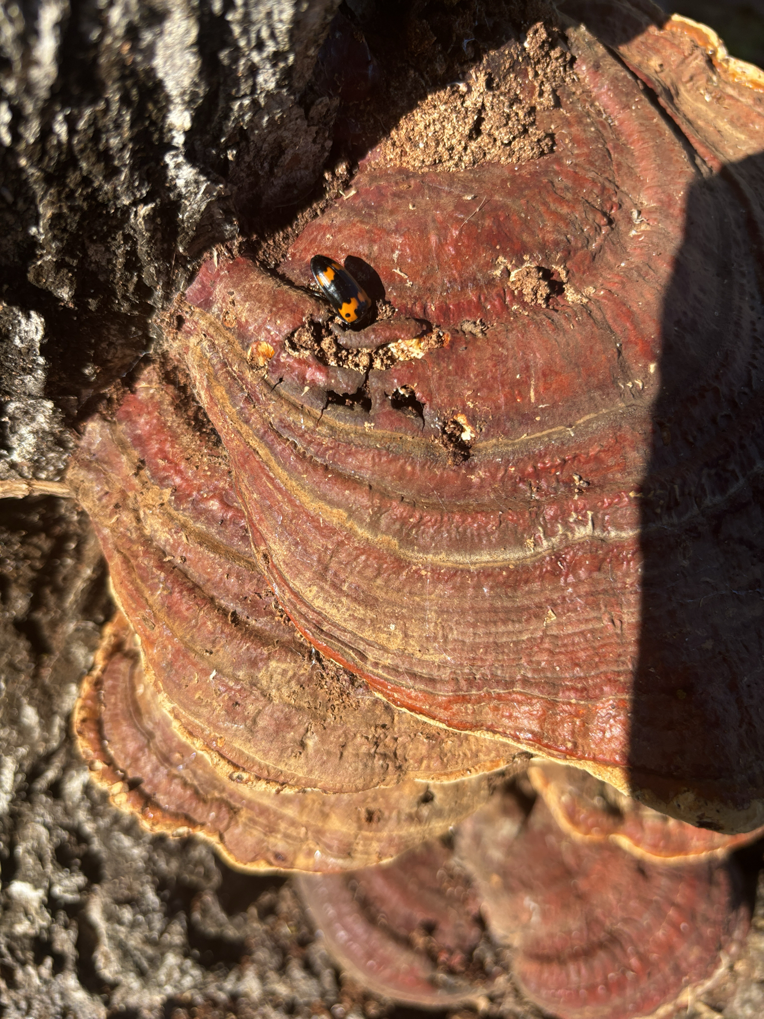 A black and orange beetle crawls on textured, reddish-brown fungi.