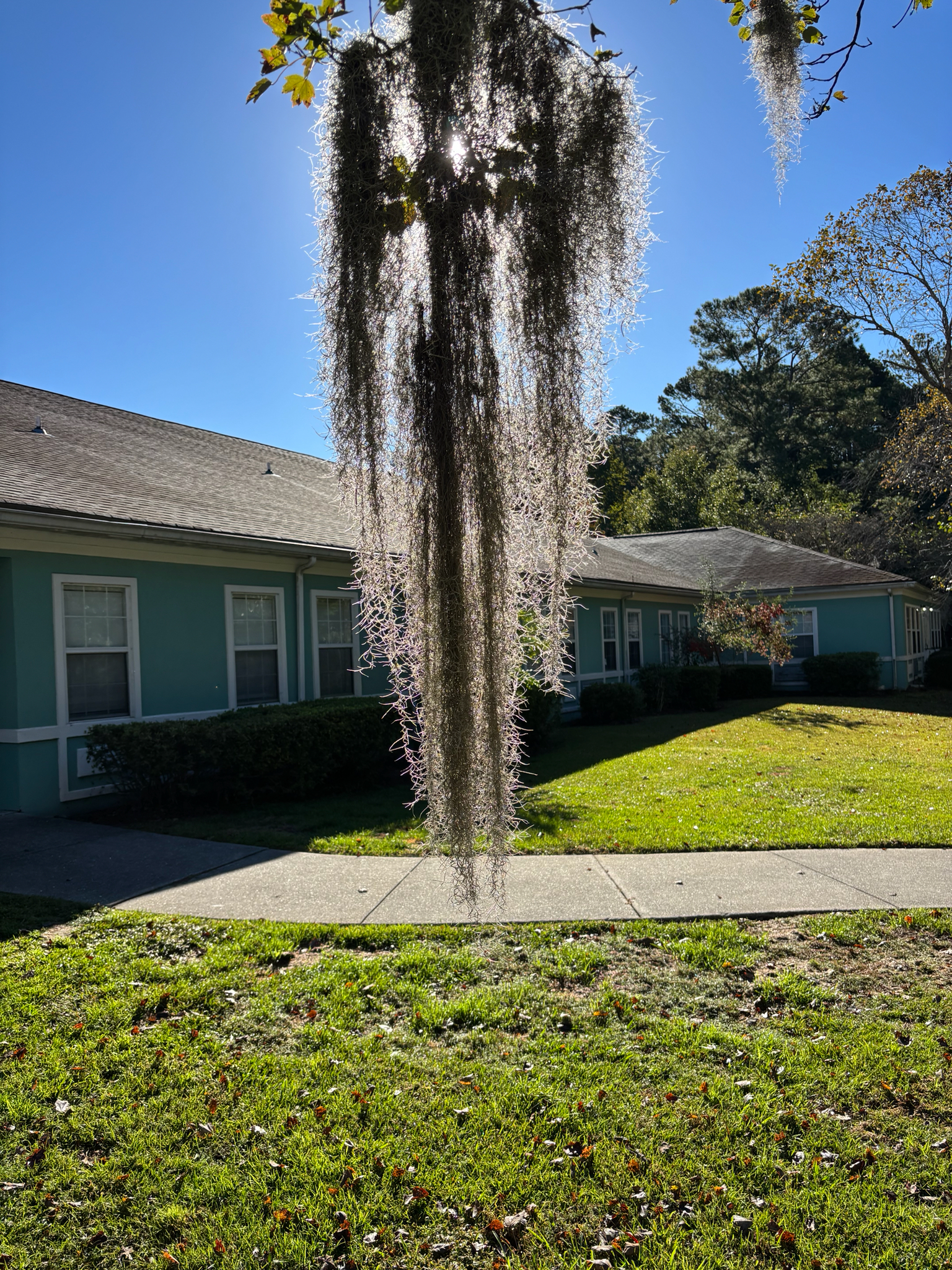 Spanish moss hangs from a tree, sunlight shining through, with a green building and grass in the background.