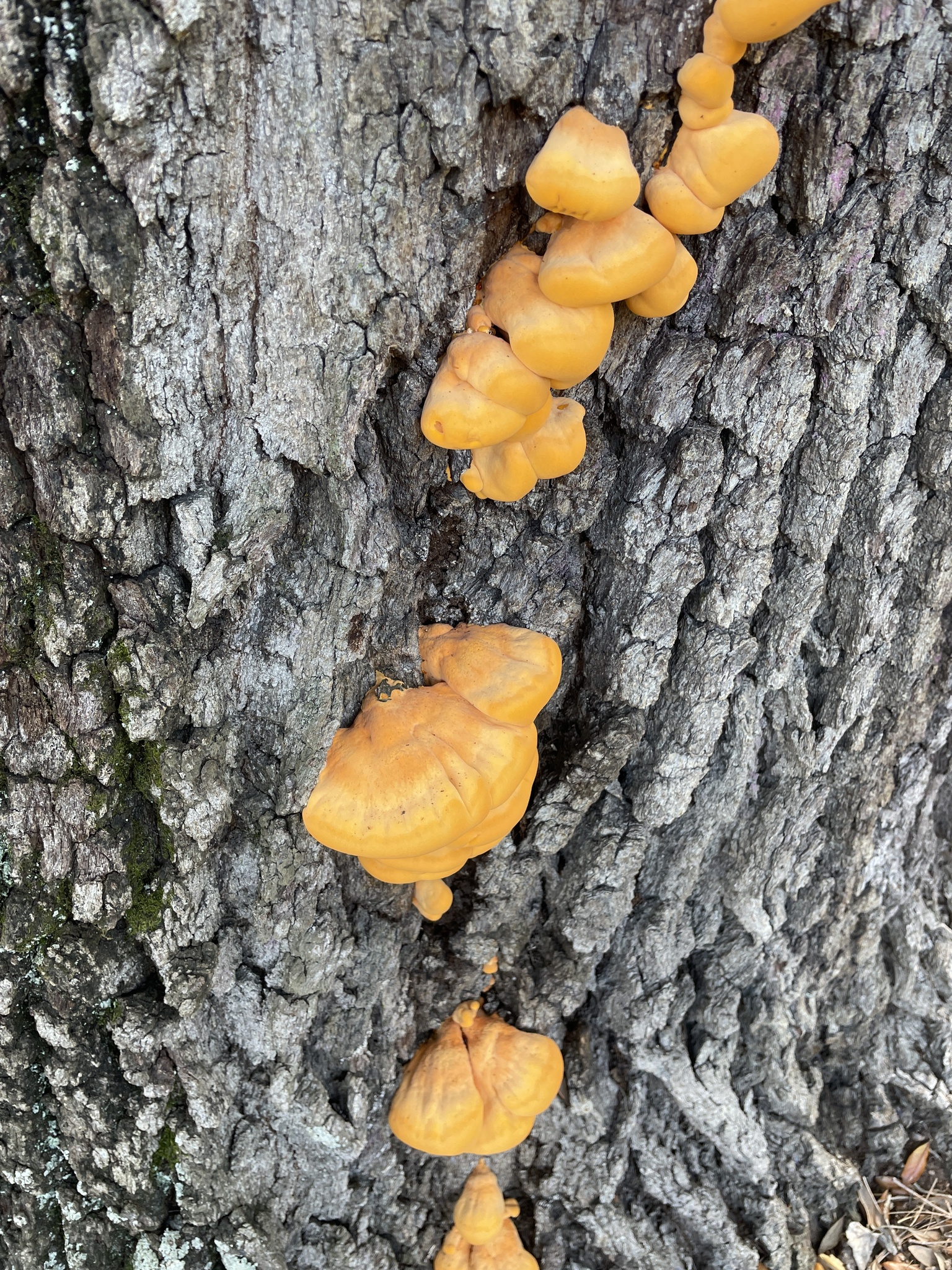 Bright orange mushrooms grow on the rough bark of a tree.
