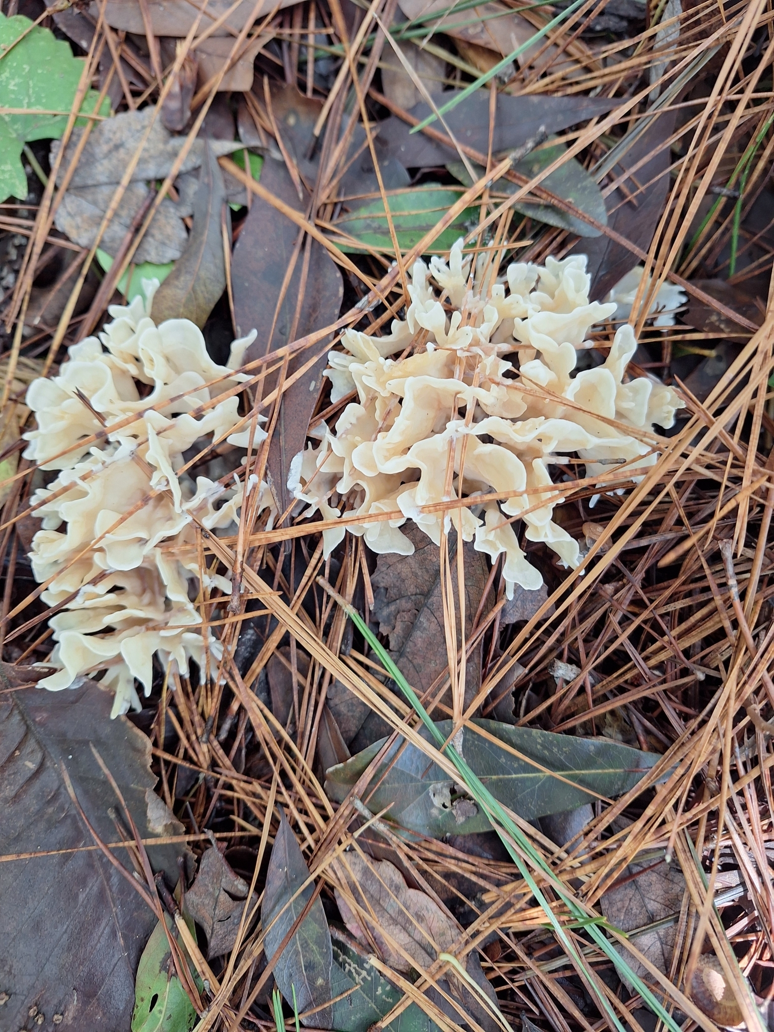 Two clusters of light-colored fungi among fallen leaves and pine needles.