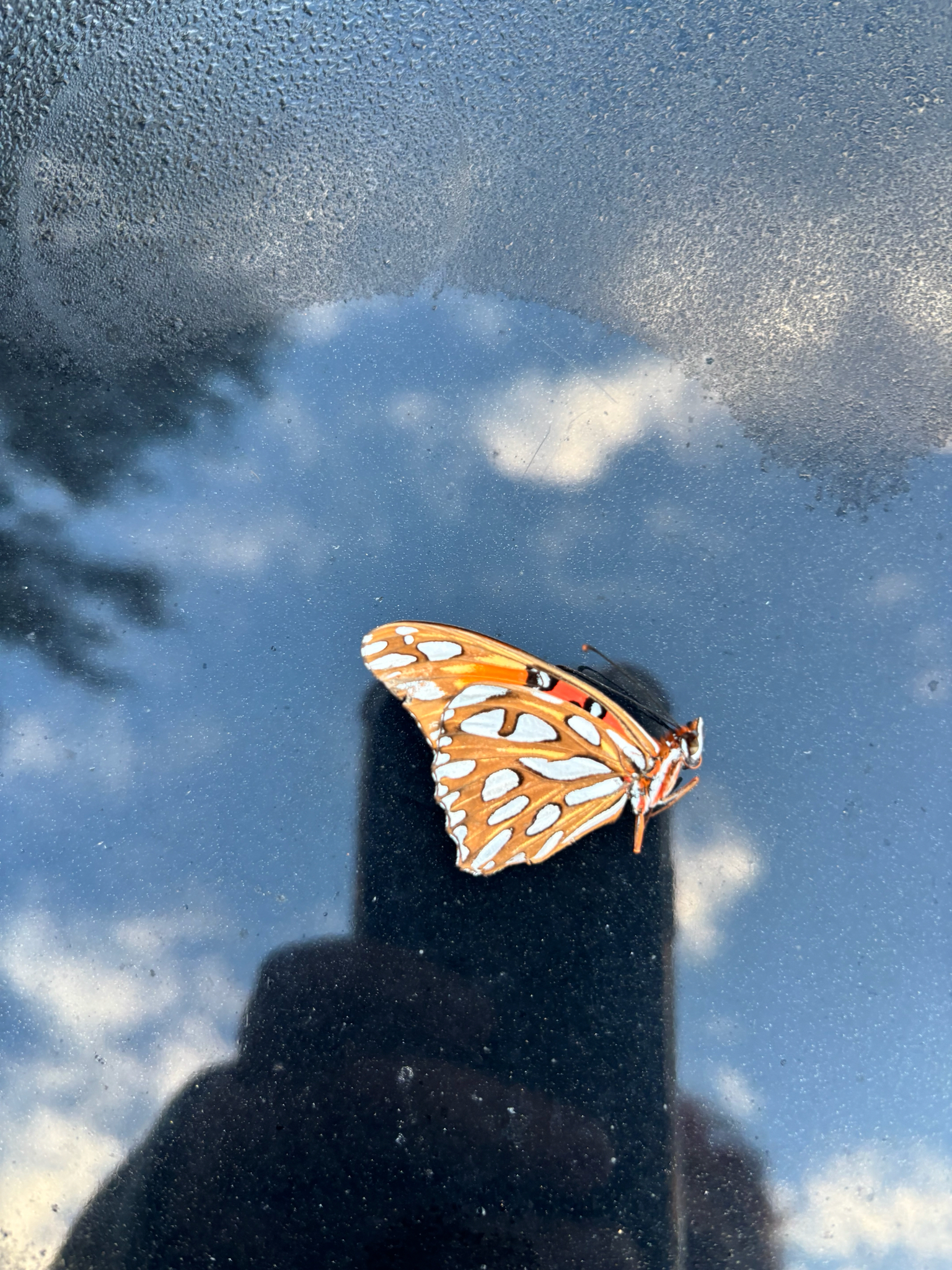 A vibrant orange butterfly rests on a reflective surface, with clouds visible in the background.