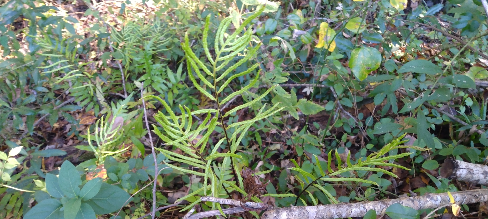 Green fern fronds grow among various plants and foliage on the forest floor.