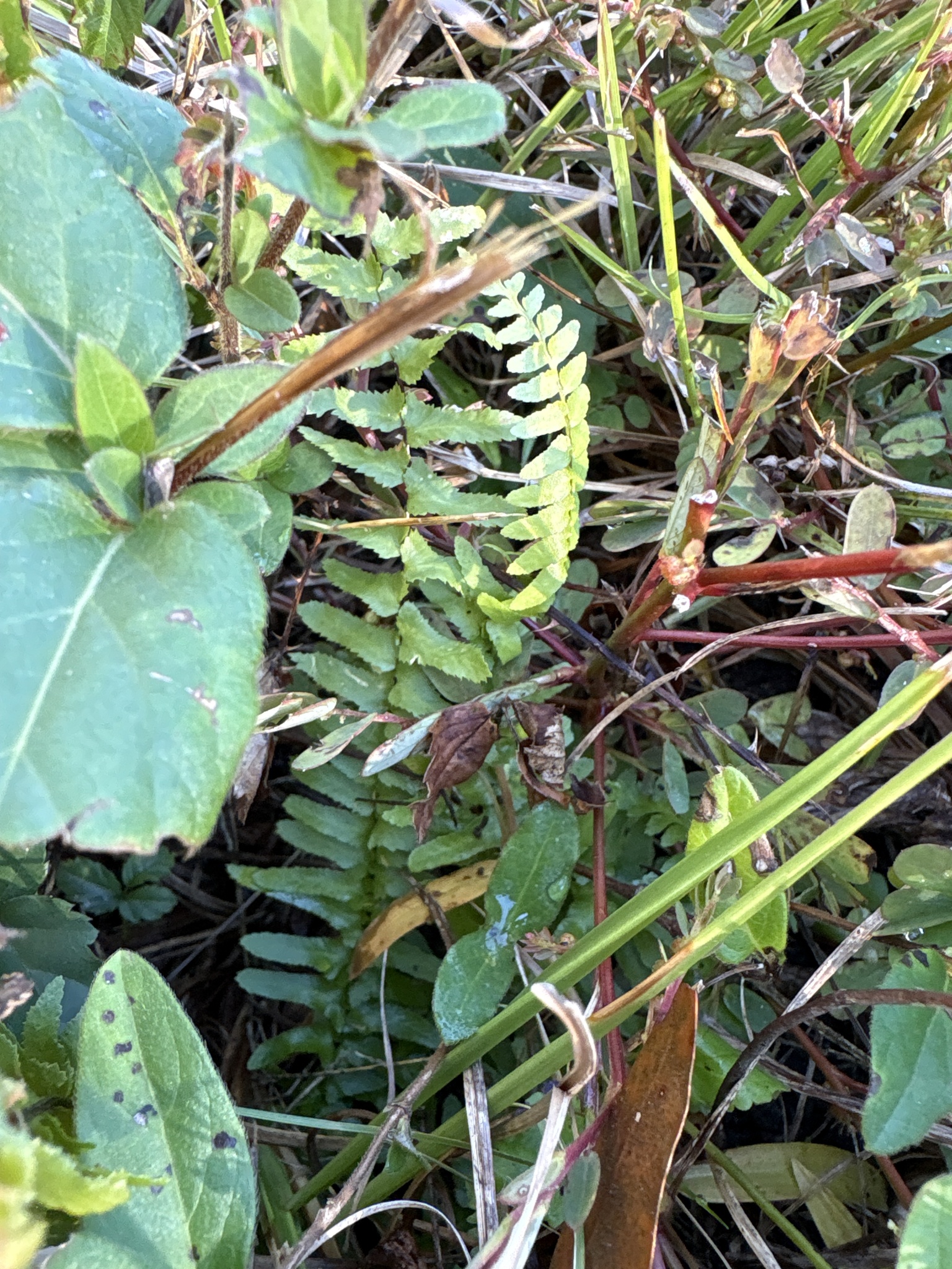 Green ferns and various plants grow among dry grass and leaves.