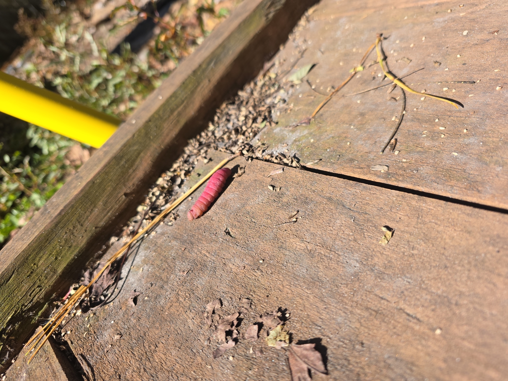 A small pink caterpillar rests on a wooden surface, surrounded by leaves and debris.