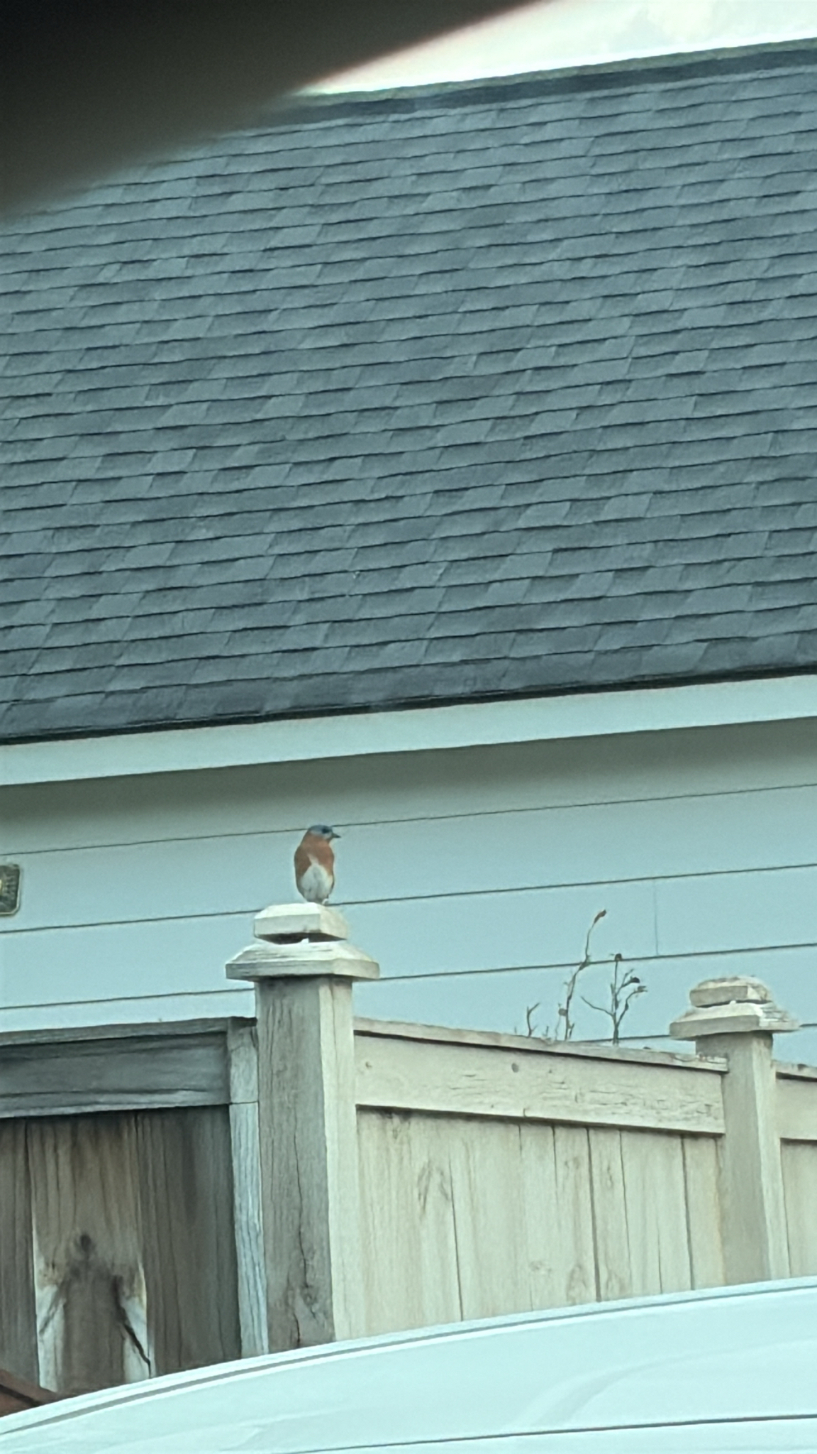 A small bird perches on a fence post near a house with a gray roof.