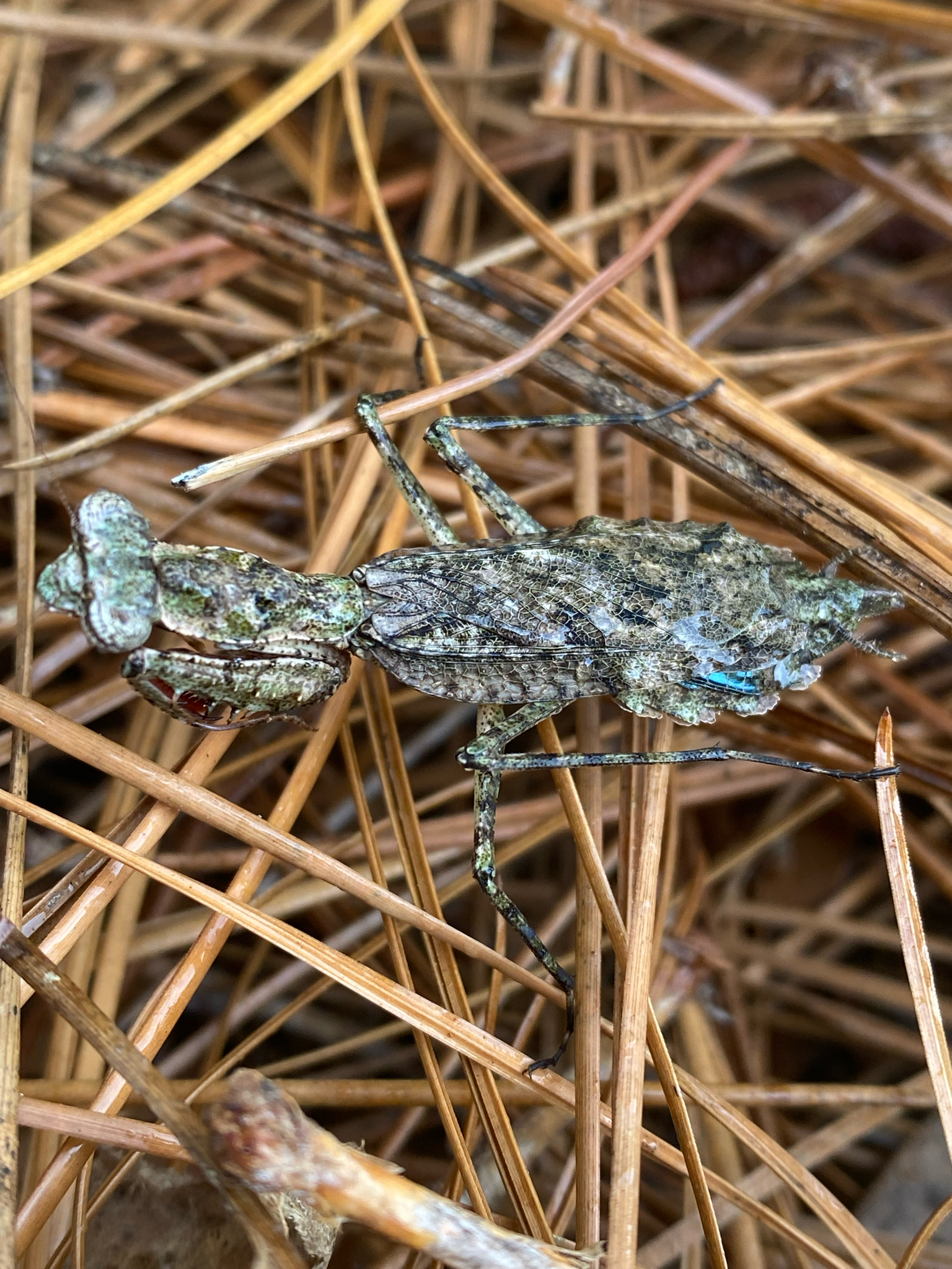 A camouflaged insect blends into dry pine needles on the ground.