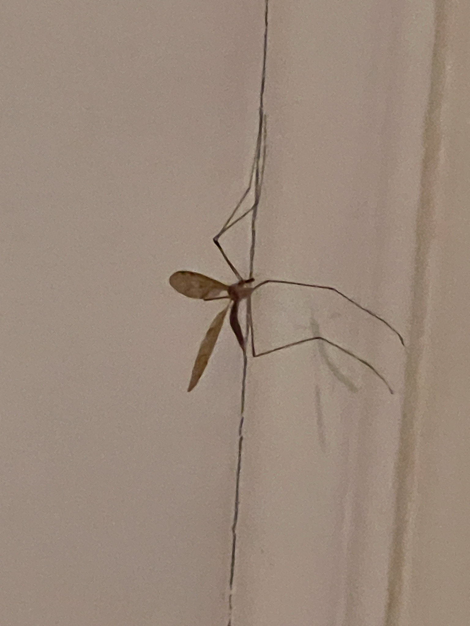 A long-legged insect clings to a wall, blending with the light-colored surface.