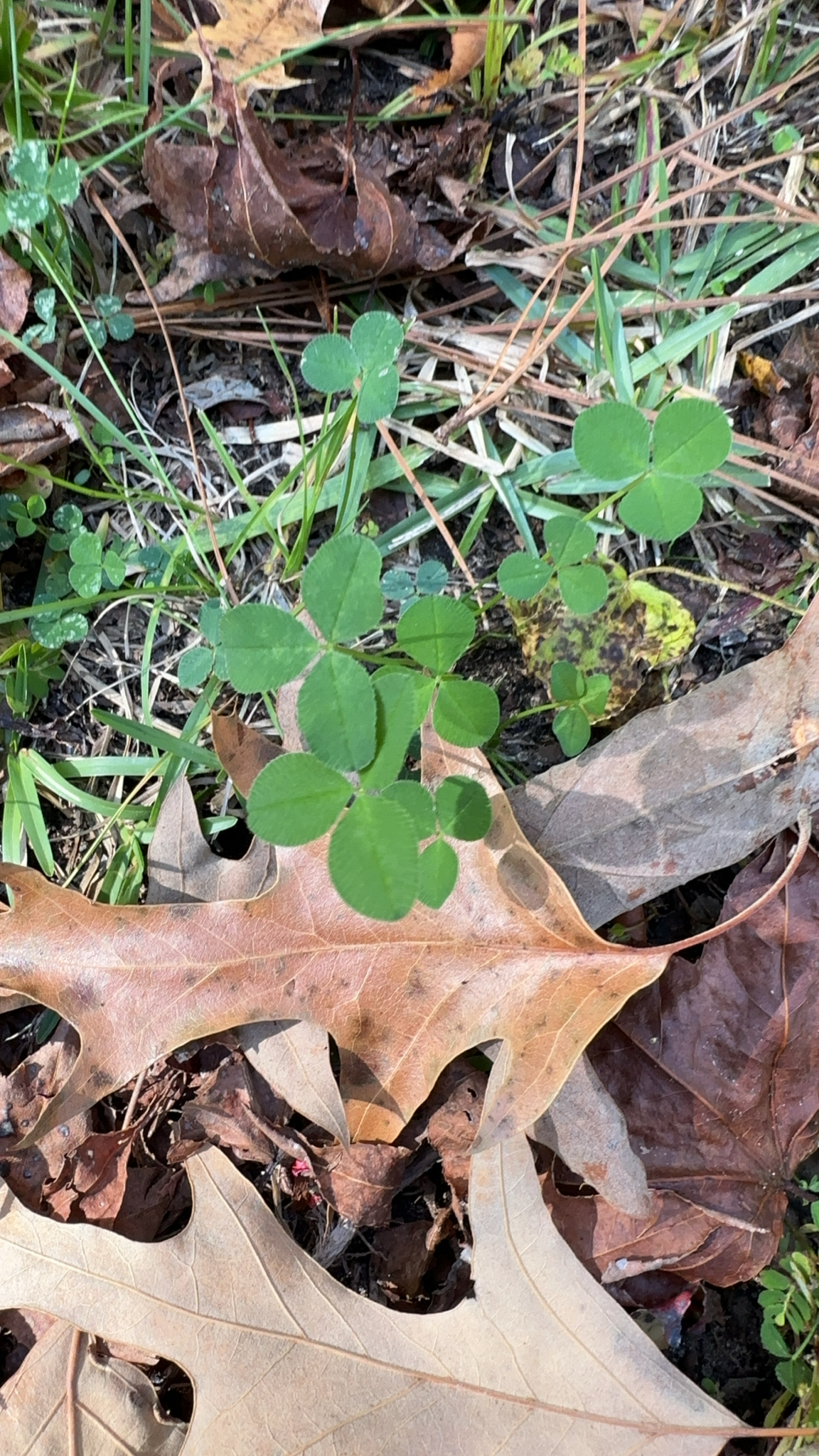 A cluster of green clover leaves among fallen brown leaves and grass.