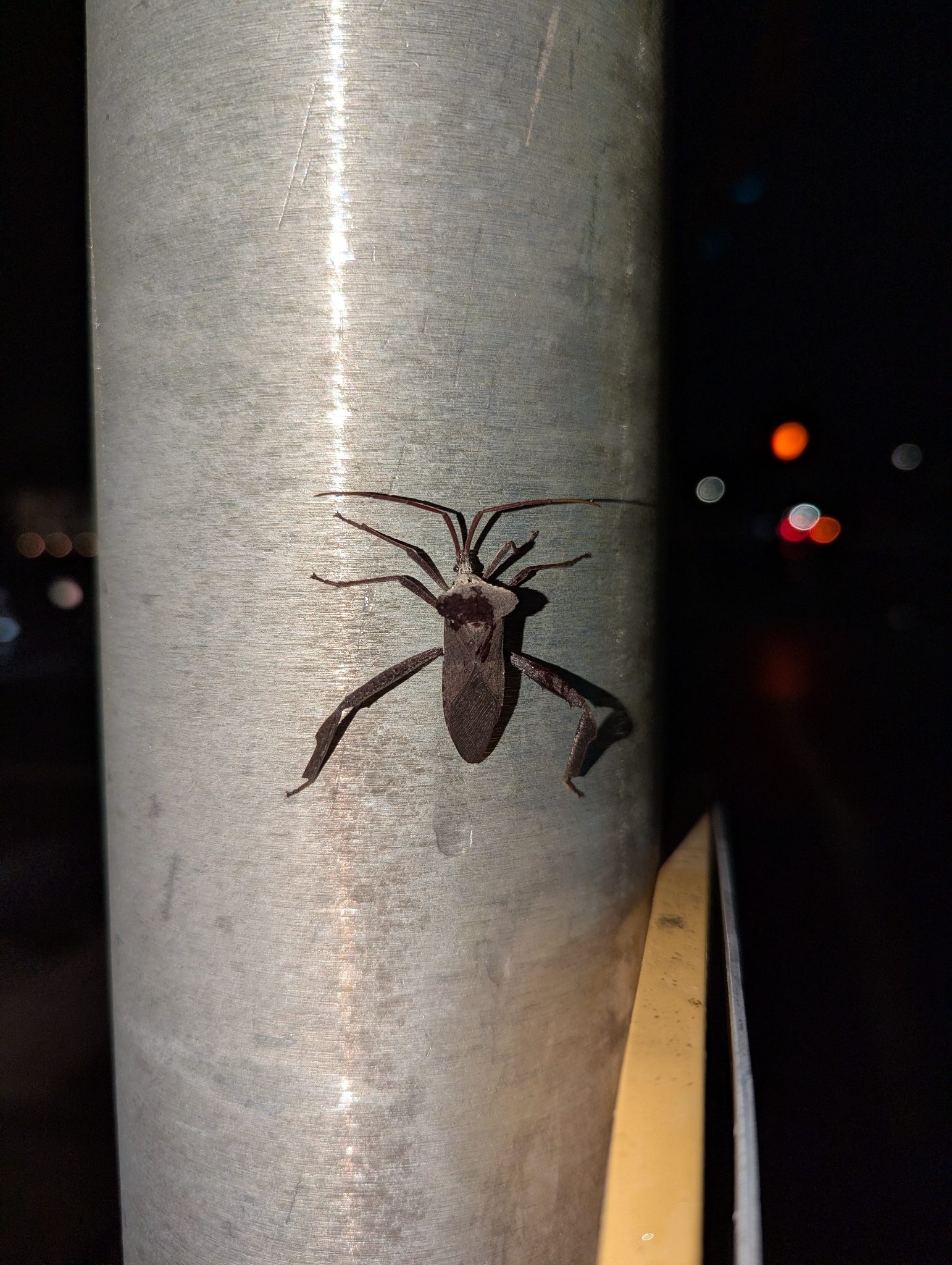 Acanthocephala declivis