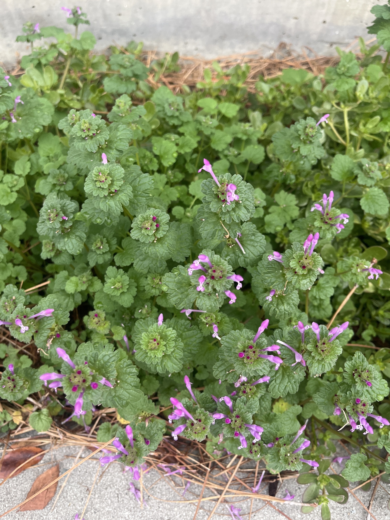 Green ground cover with clusters of small pink flowers and some pine needles scattered nearby.