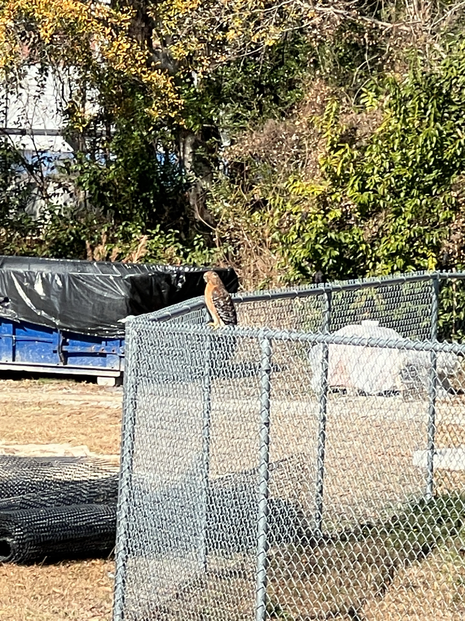A hawk perches on a chain-link fence, surrounded by trees and debris.