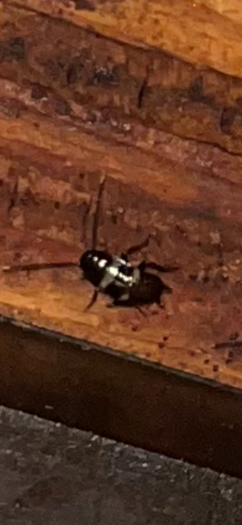 American Cockroaches