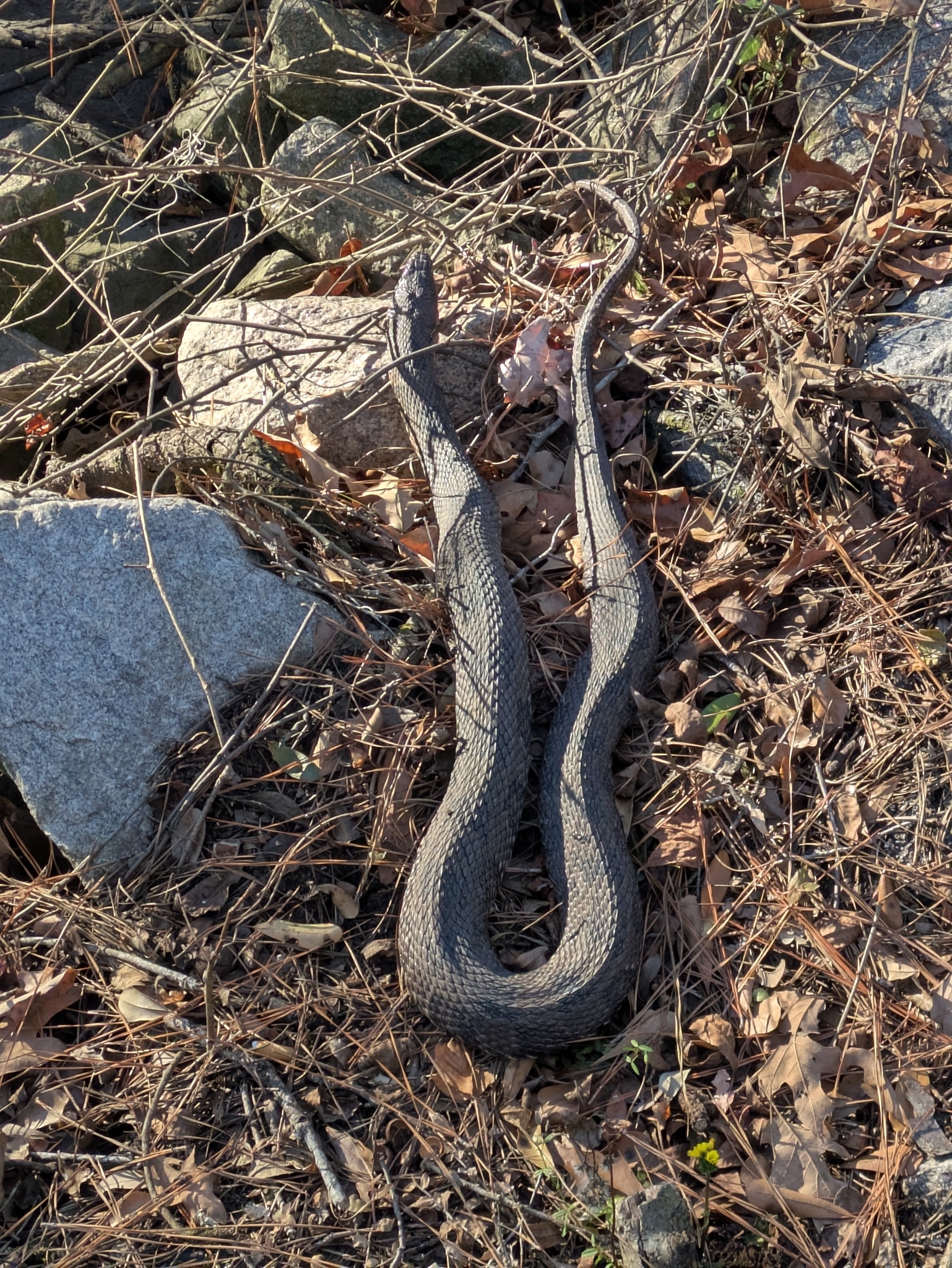 A black snake rests among rocks and dry leaves, partially coiled on the ground.