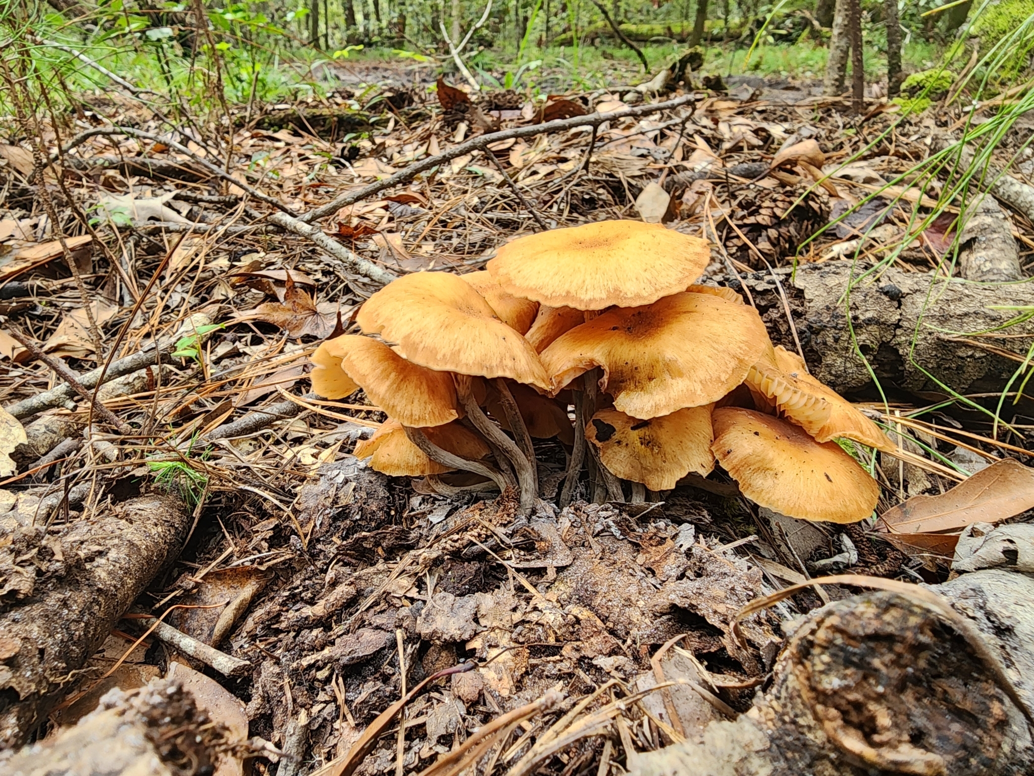 Cluster of orange mushrooms growing among fallen leaves and twigs in a forest setting.