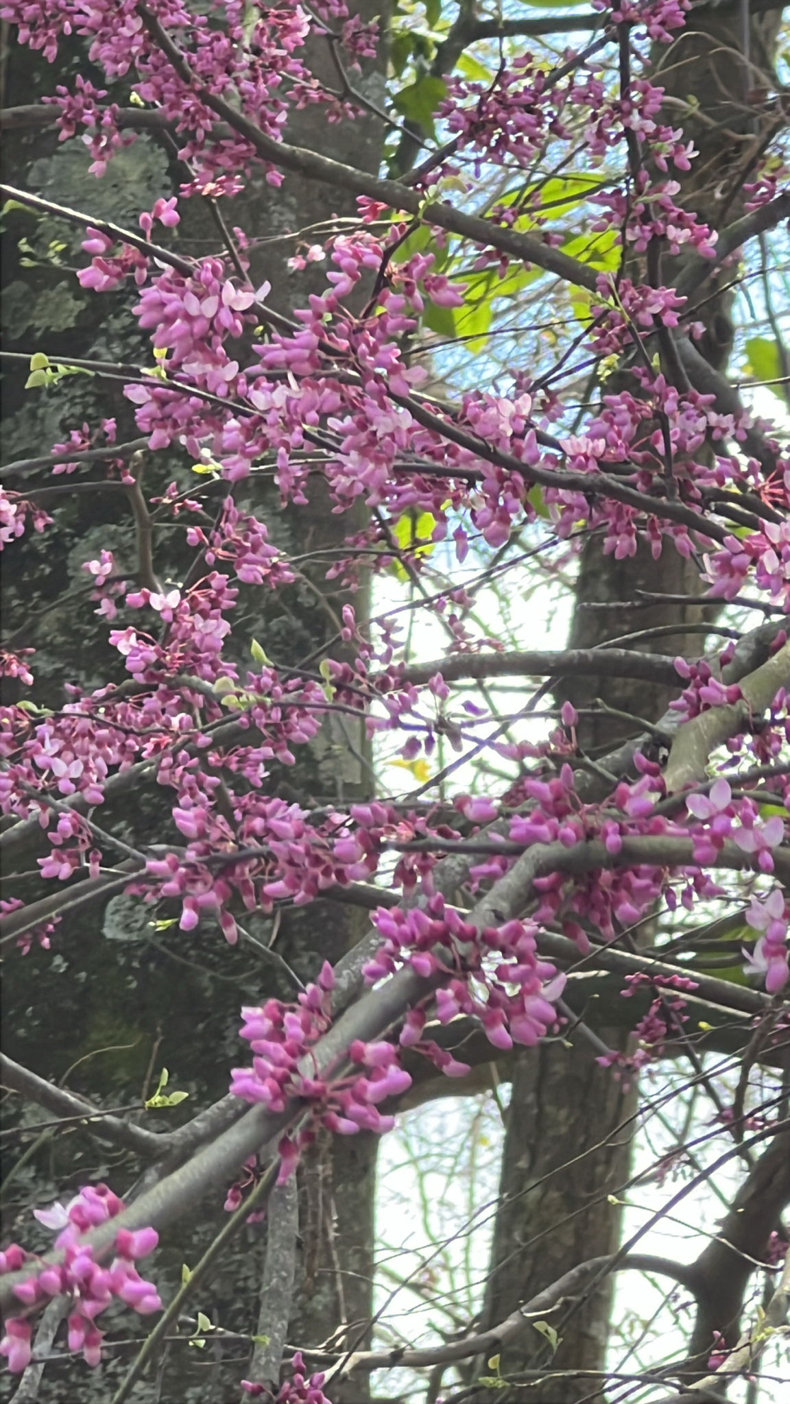 Branches of a tree covered in clusters of pink flowers against a blurred background of leaves and bark.