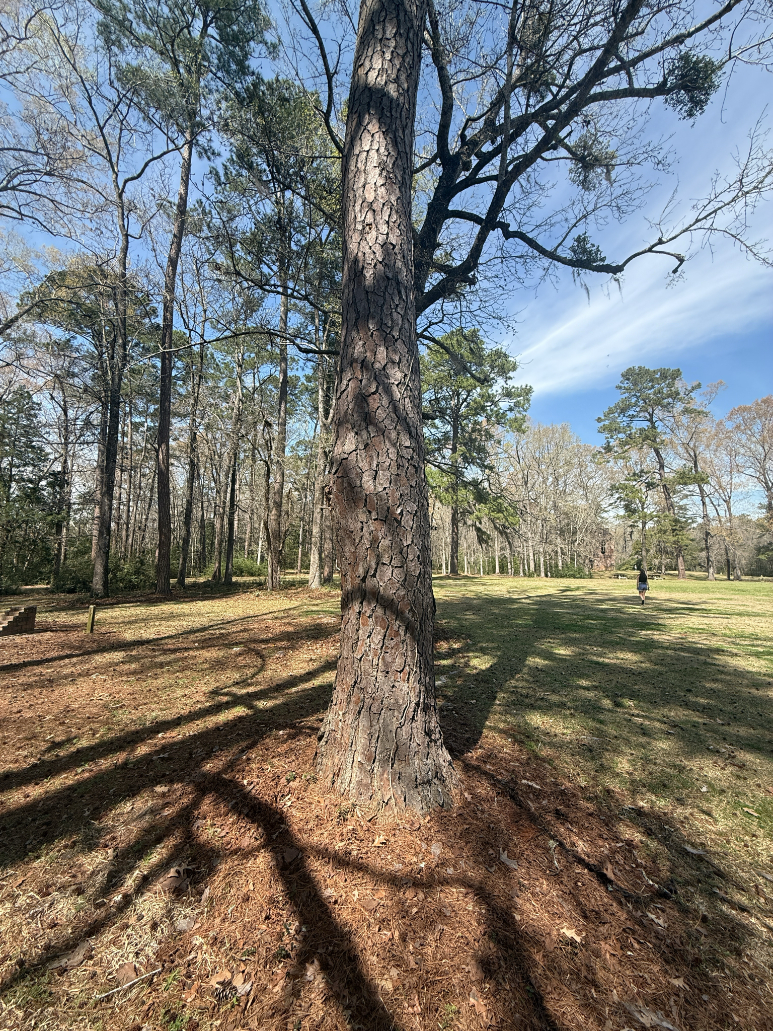 Tall tree trunk with textured bark, shadows on the ground, and a person walking in the background.