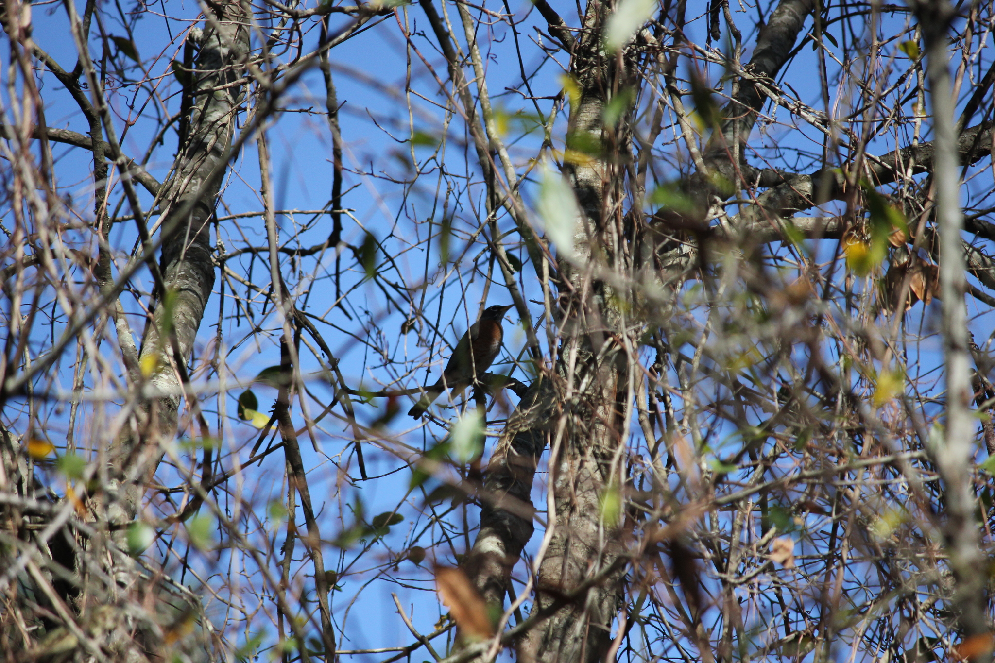 A bird perches among bare branches against a blue sky.