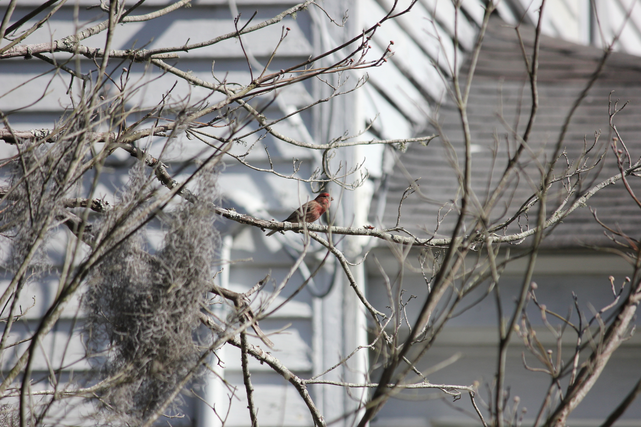 A small bird perches on a bare branch among twigs and Spanish moss, with a house in the background.