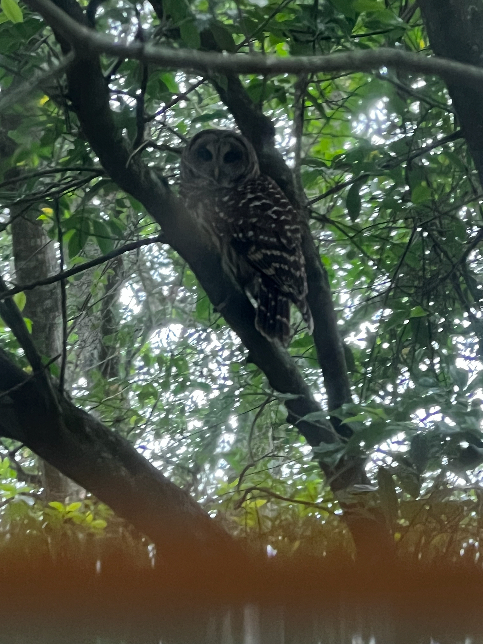 A barred owl perches on a tree branch, surrounded by green foliage.