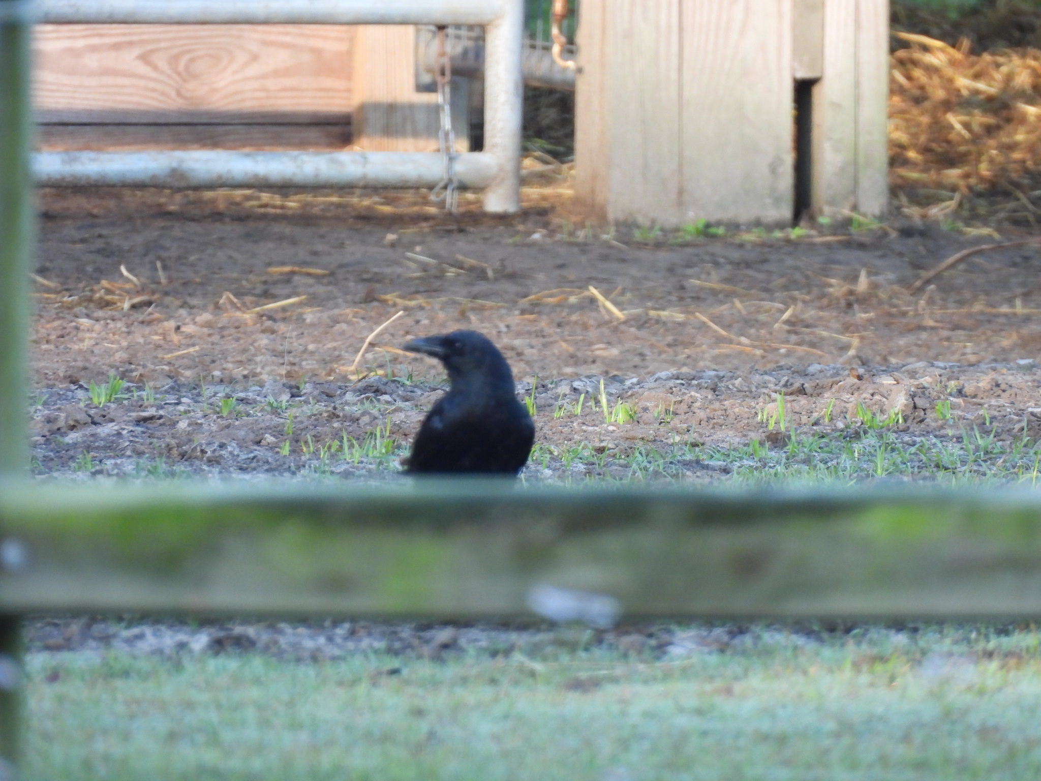 American Crow