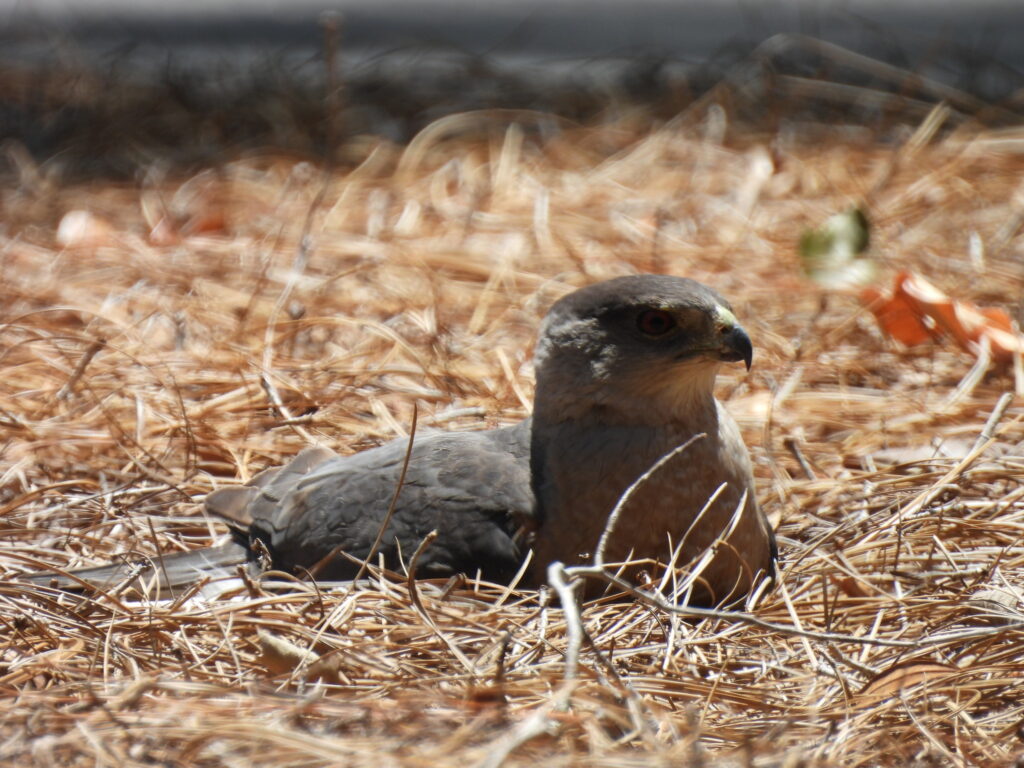 A bird rests among dry pine needles, blending into the natural surroundings.