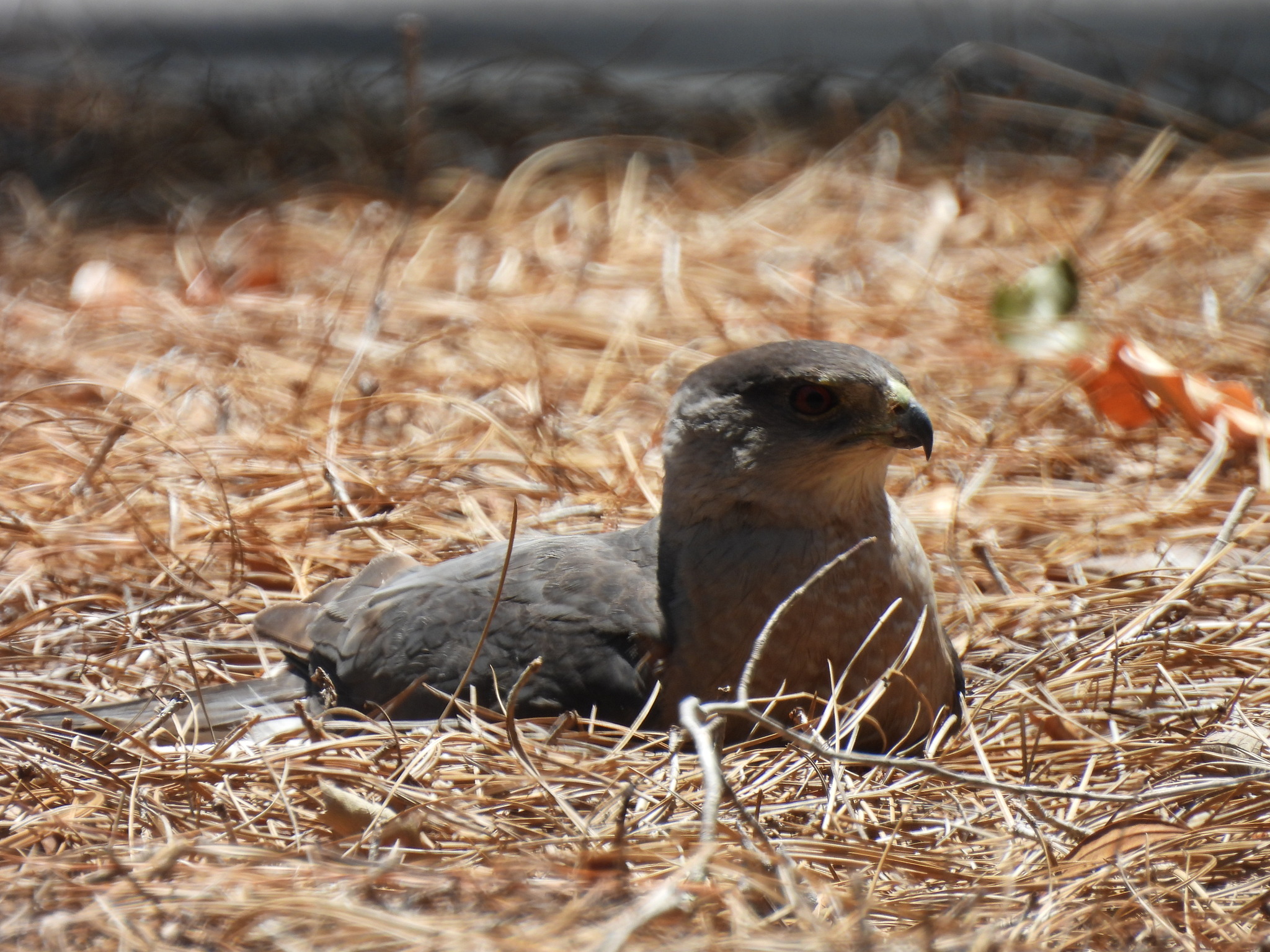 A bird rests among dry pine needles, blending into the natural surroundings.