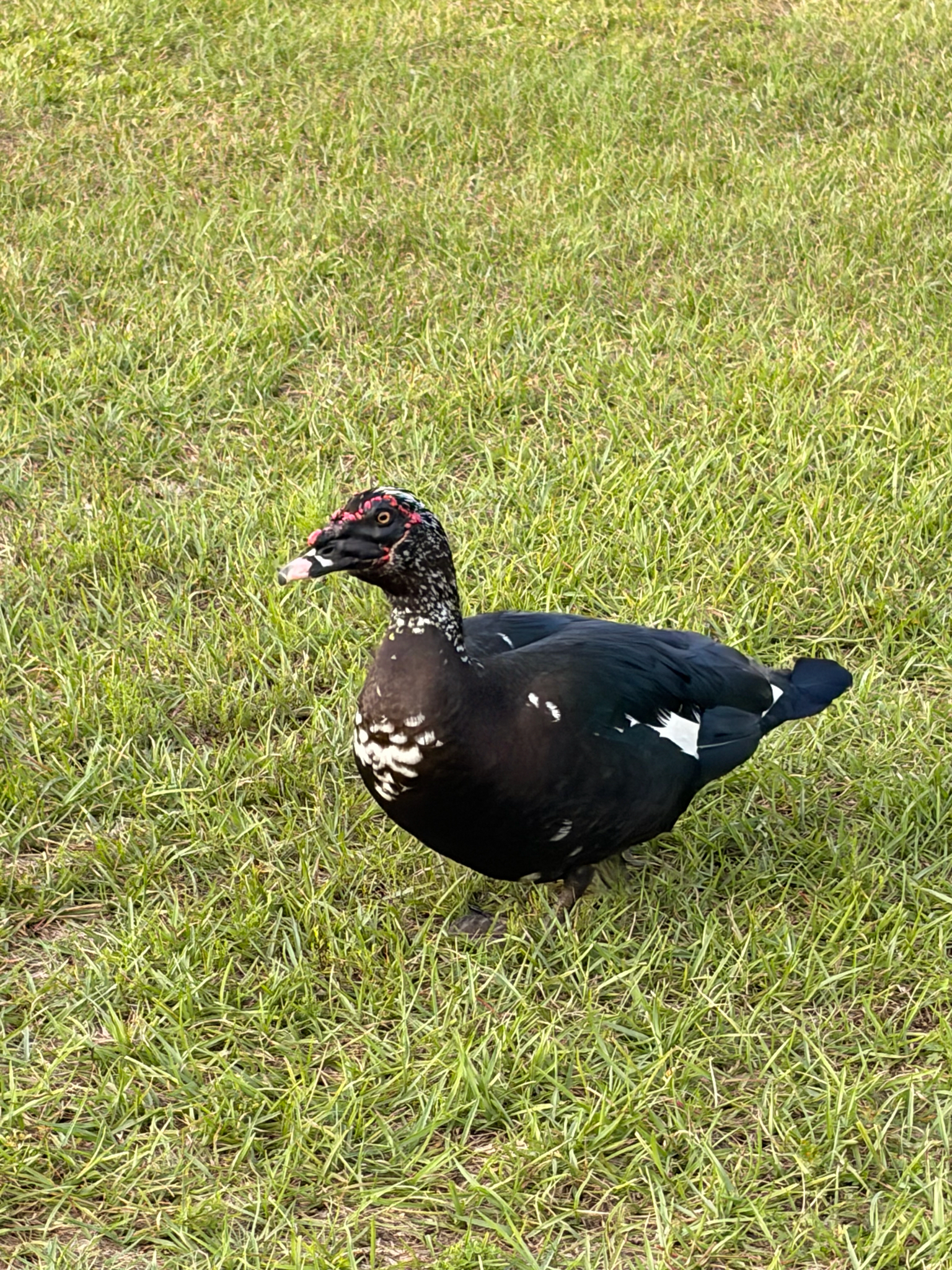 A black and white duck stands on green grass, looking curiously at the camera.