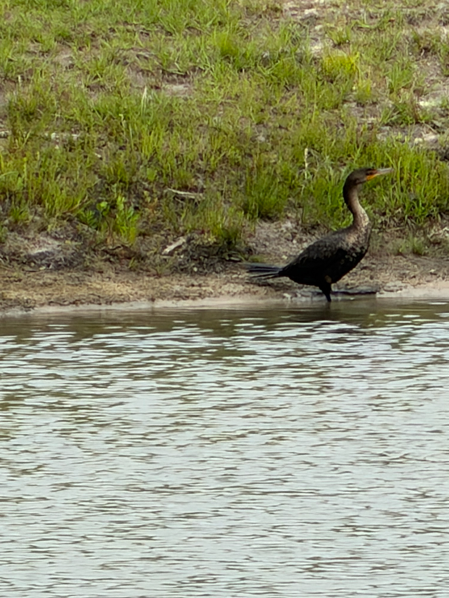A cormorant stands near the water's edge, surrounded by grass and a calm lake.