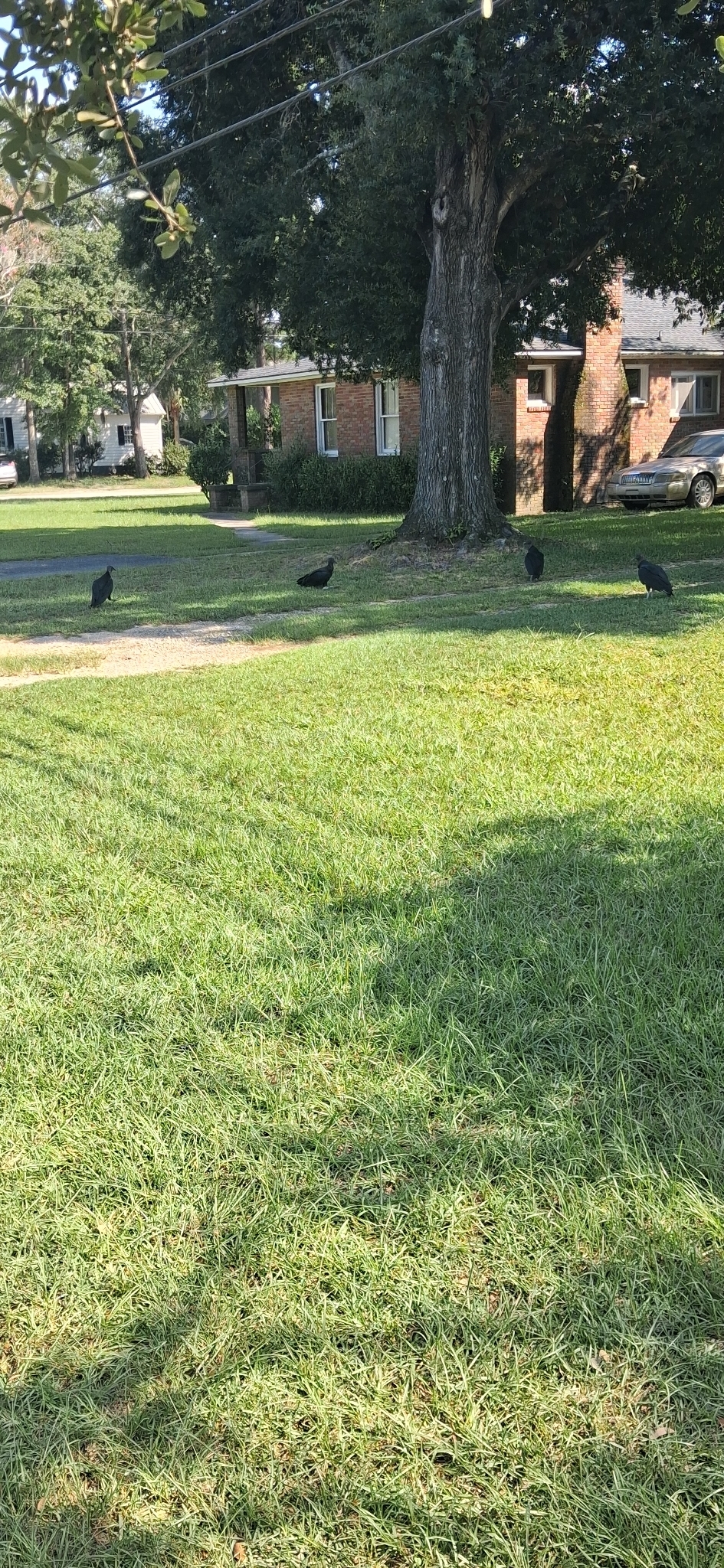 Four black birds stand on a grassy lawn near houses and trees.