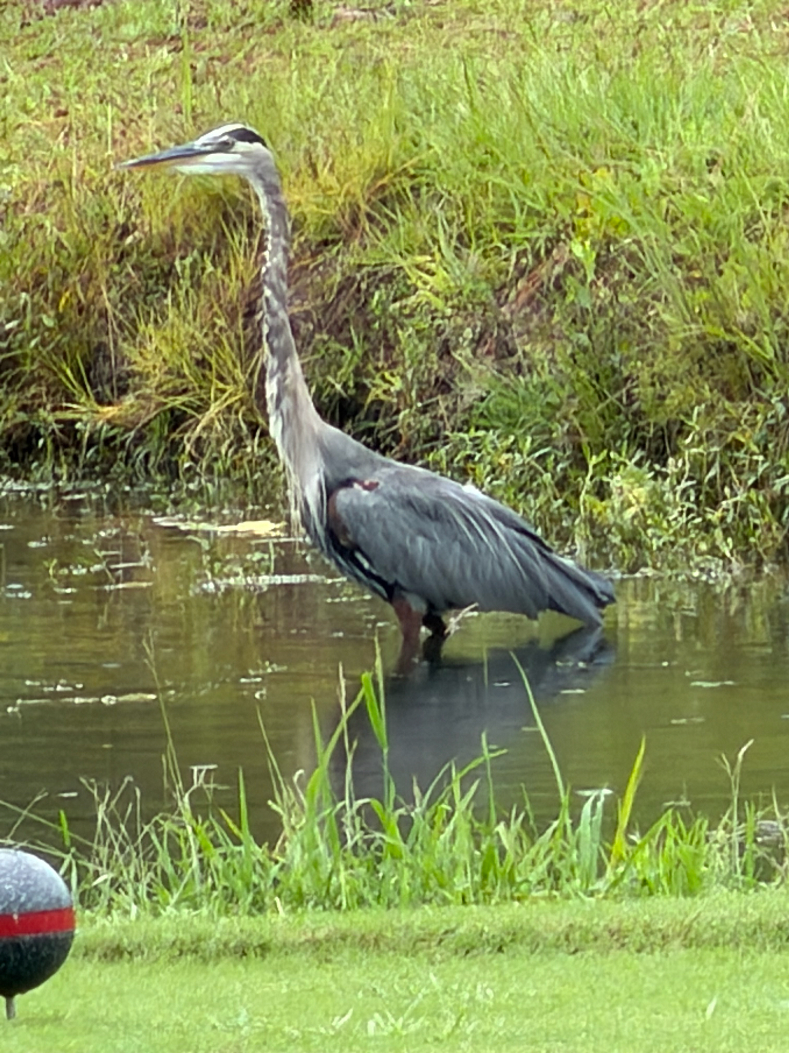 A great blue heron stands in shallow water, surrounded by grass and reeds.