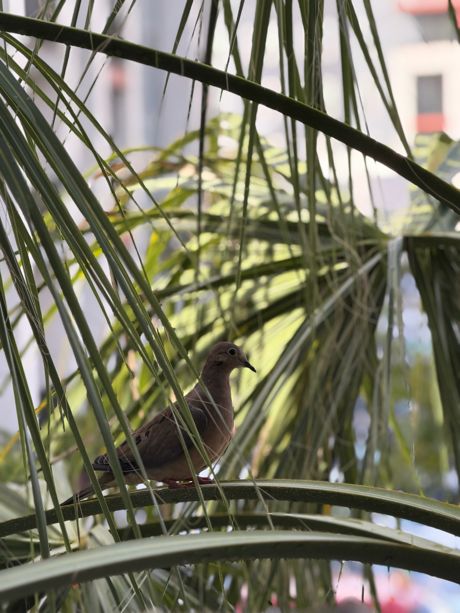 A bird perches on a branch, surrounded by palm fronds.