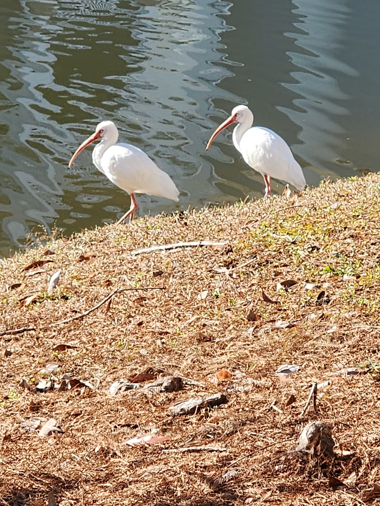 Two white ibises walk along the shore near a reflective body of water.