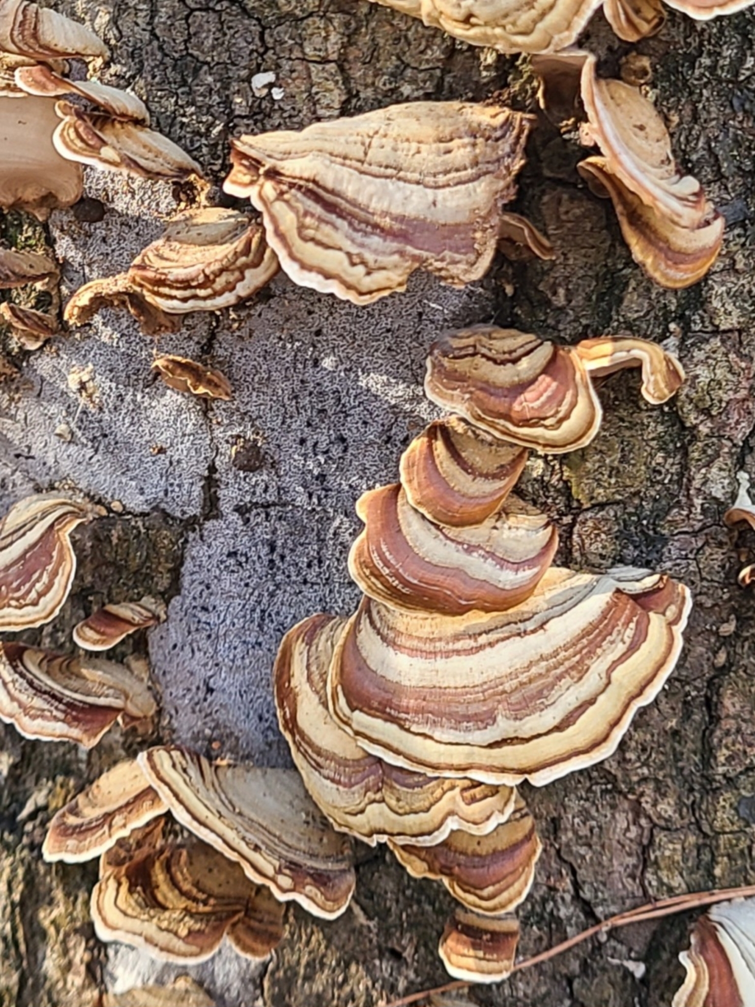 Colorful, layered fungi grow on a tree trunk, showcasing brown and cream stripes.