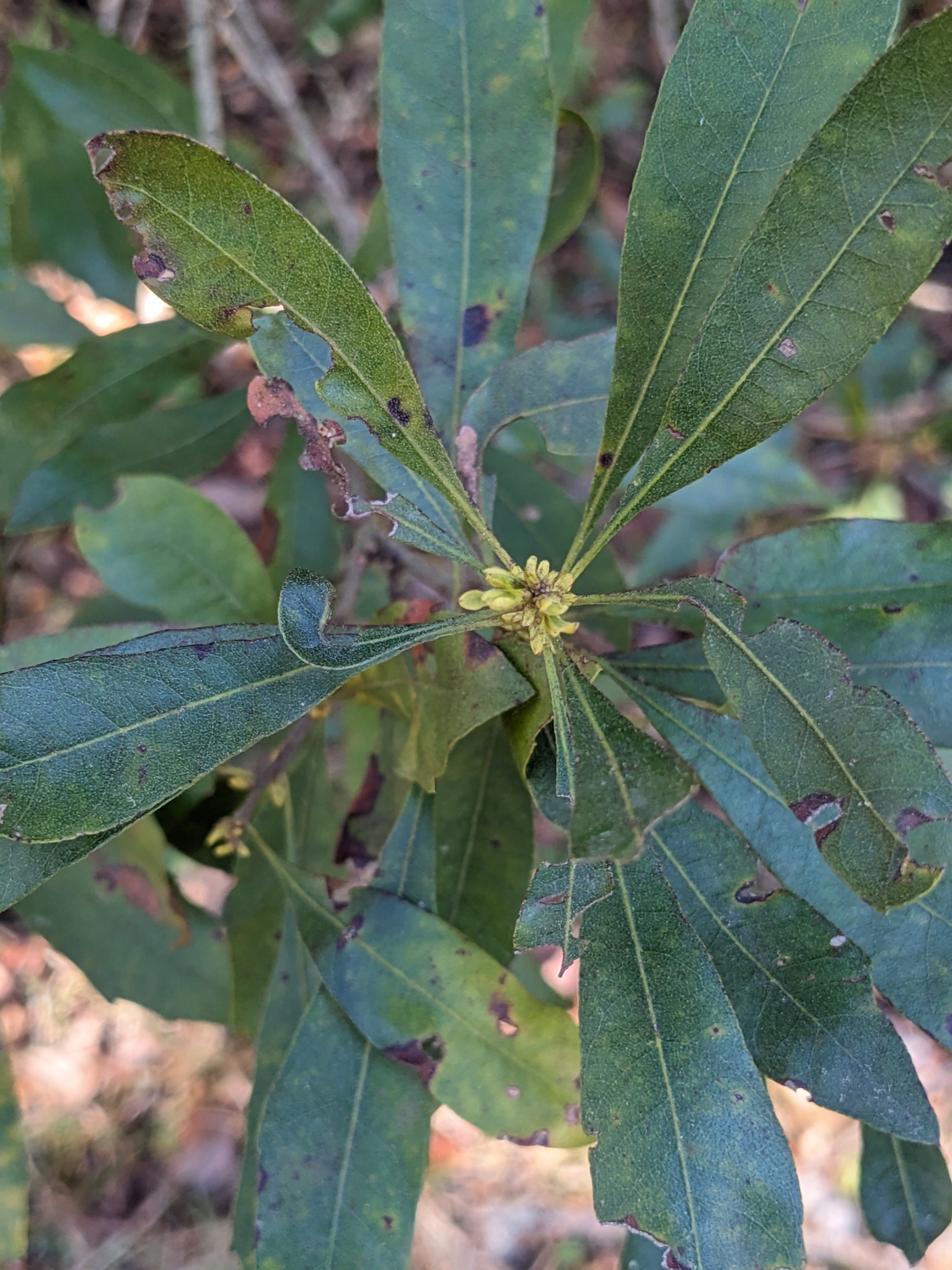 Close-up of green leaves with some damage and a cluster of small yellow buds at the center.
