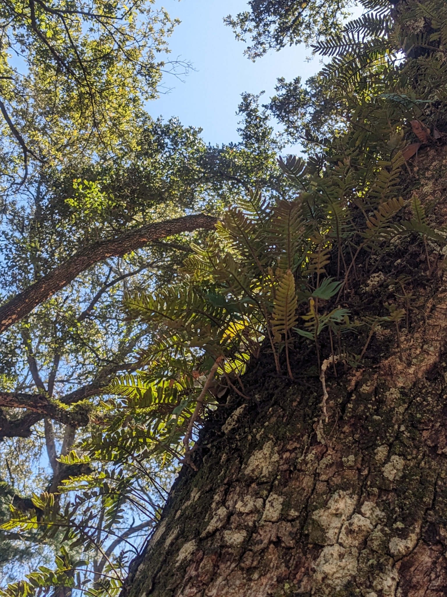 Sunlight filters through green leaves and ferns on a tree trunk, with a clear blue sky above.