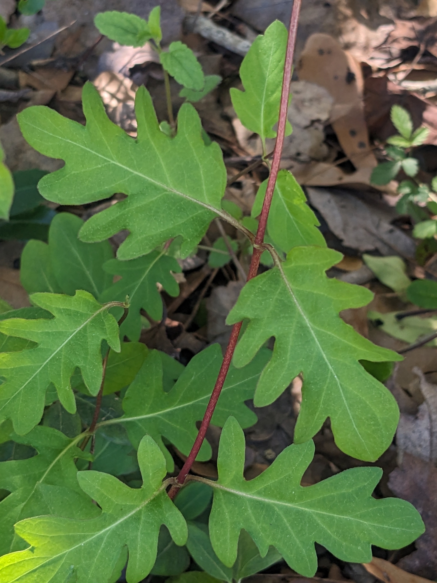Green leaves with lobed edges grow on thin stems among brown leaves and small plants.