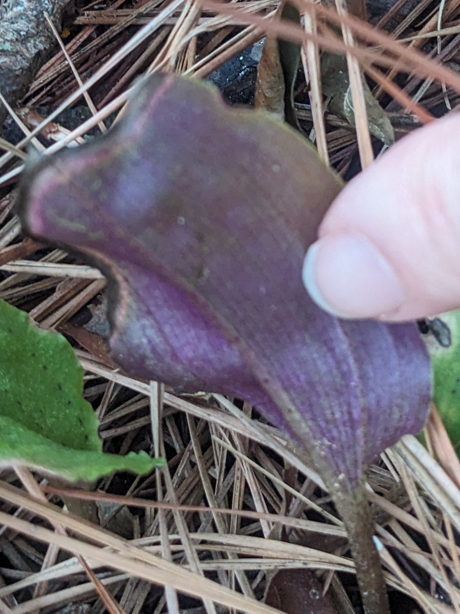 American cranefly orchid