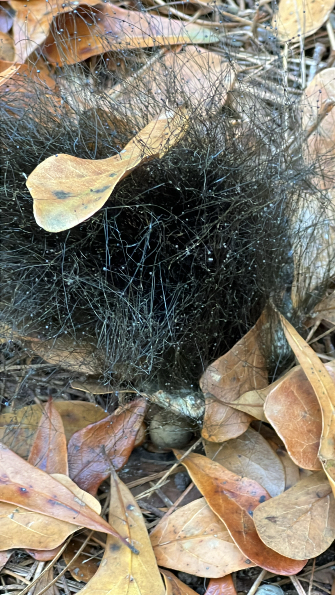 A dark, fuzzy object partially covered by brown leaves on the ground.
