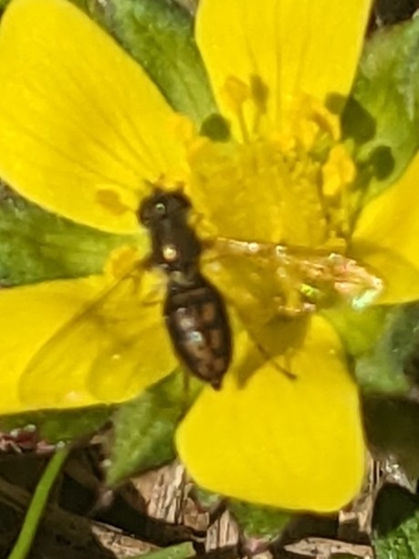 A bee gathers nectar from a bright yellow flower's center.