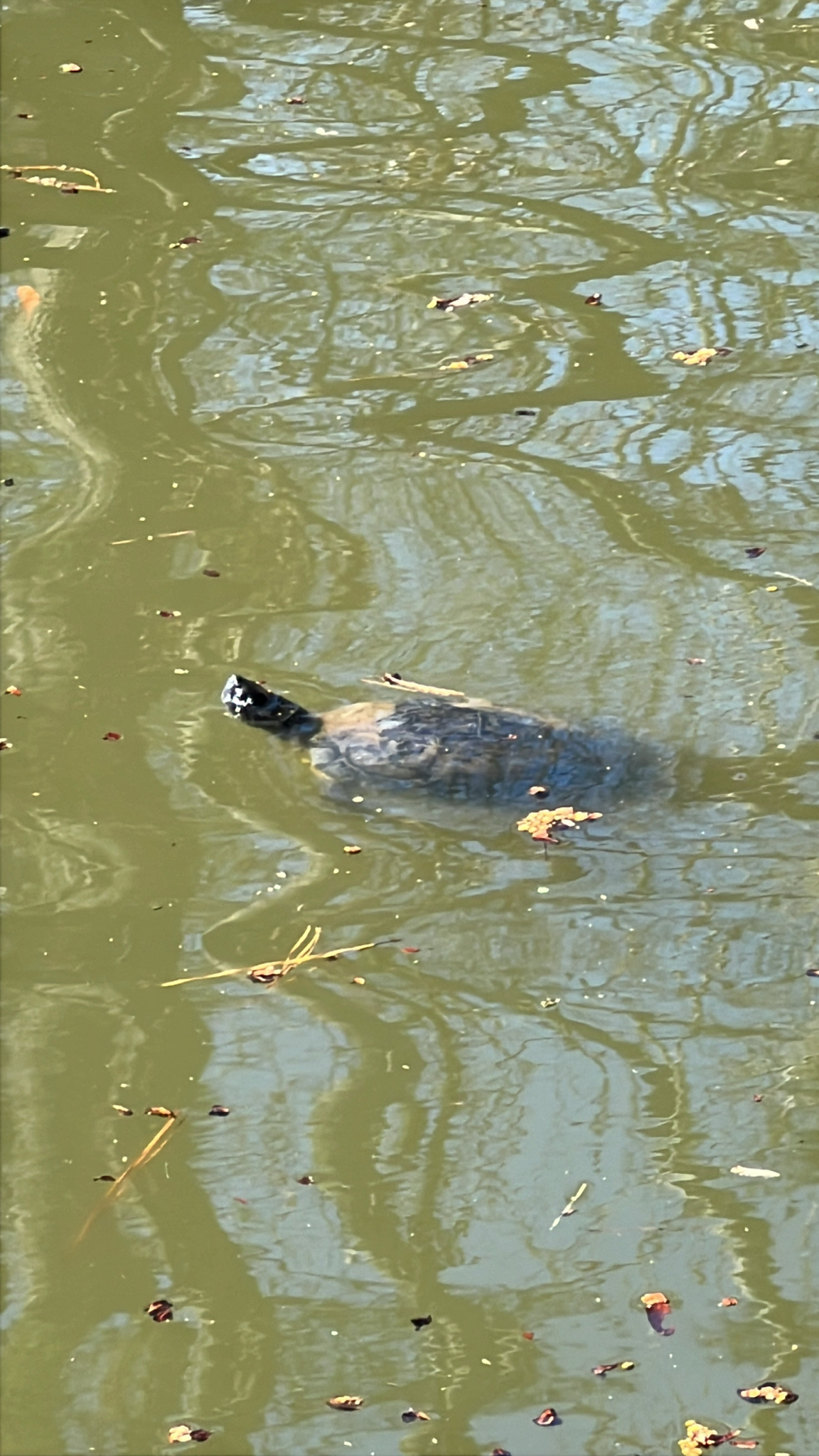 A turtle swims in murky water, surrounded by floating leaves and reflections of trees.