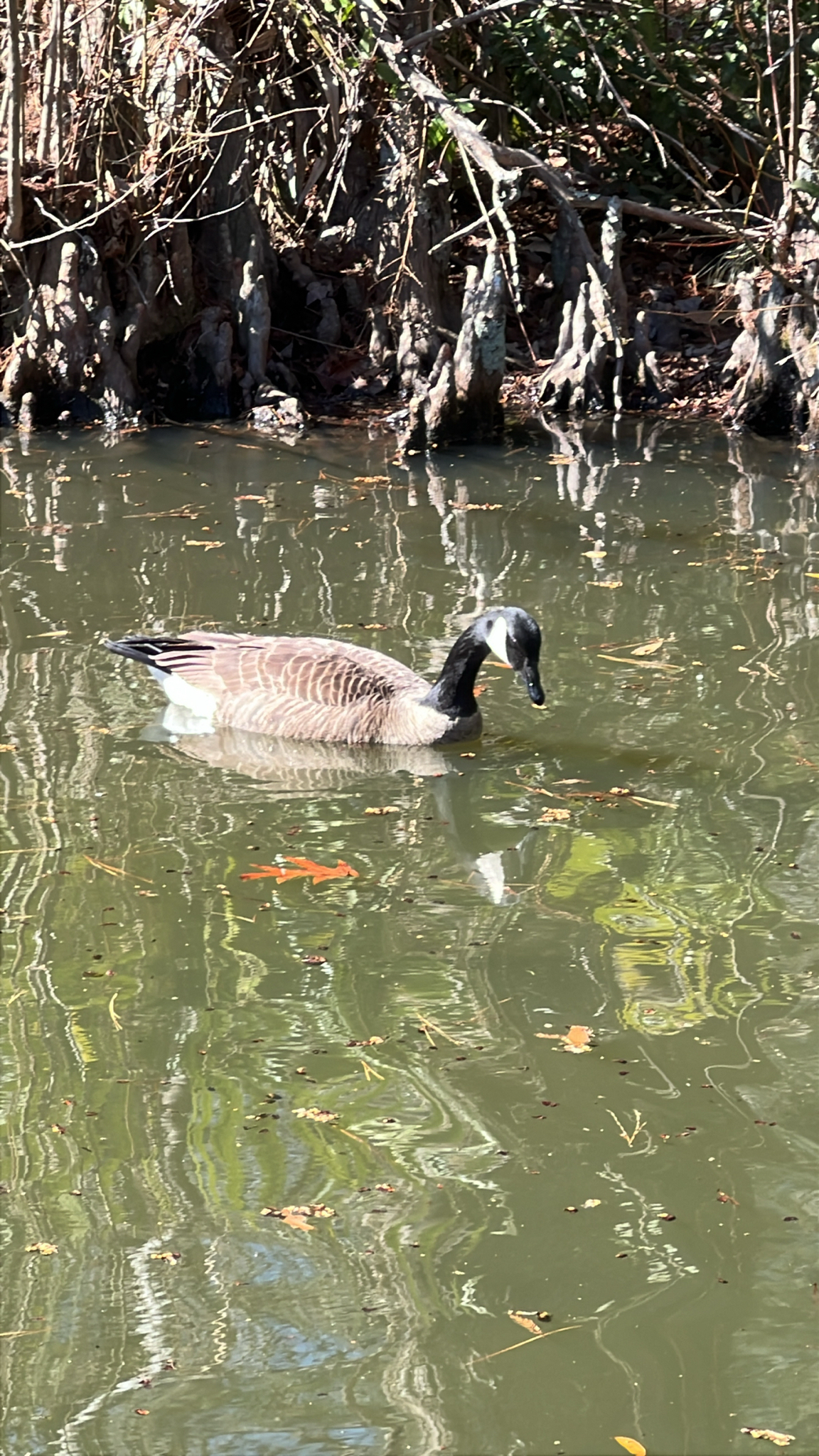 A Canada goose swims in a green pond surrounded by cypress trees and fallen leaves.