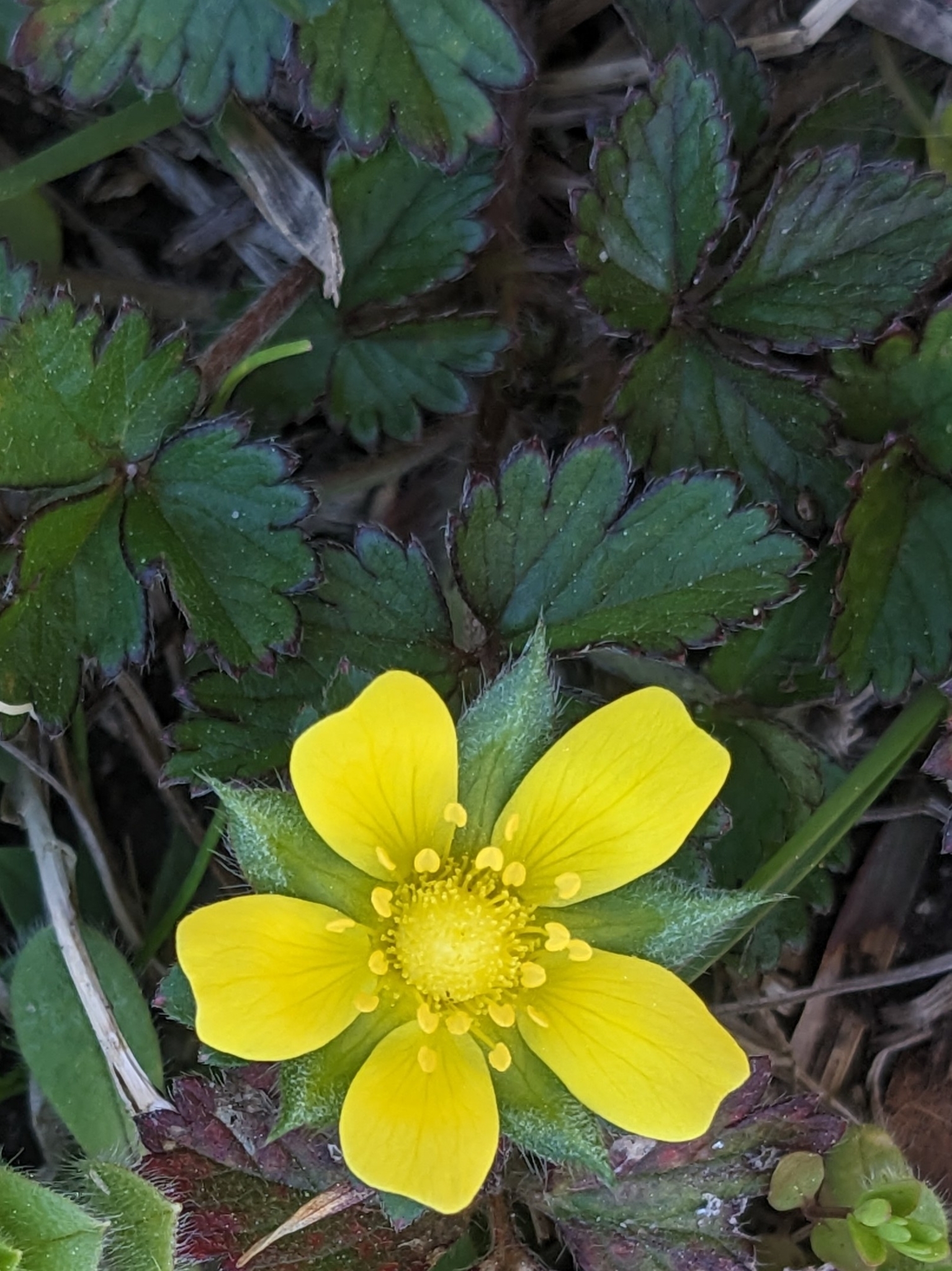 A bright yellow flower with five petals surrounded by green leaves.