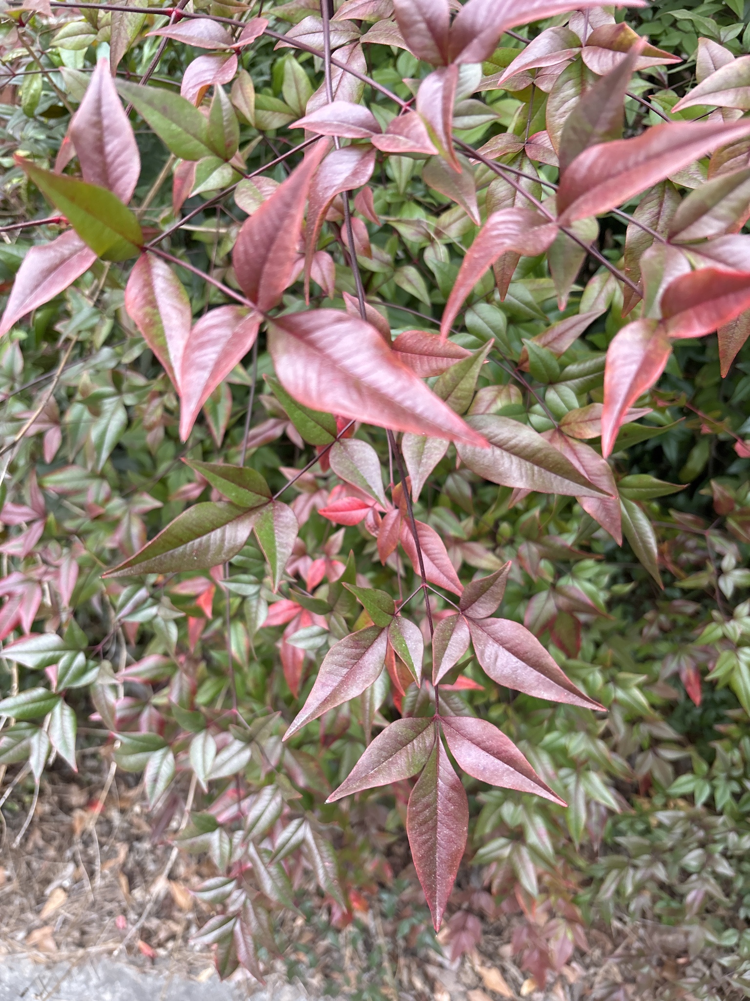 Close-up of vibrant red and green leaves on a plant, showcasing their glossy texture and varied shapes.