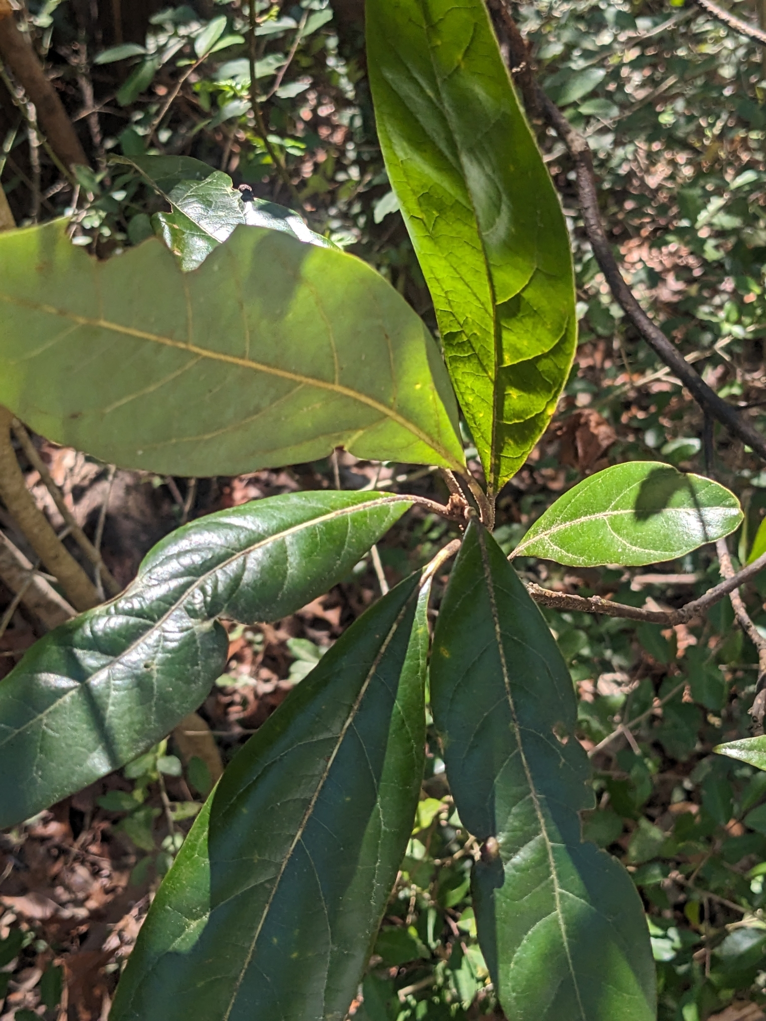 Close-up of green leaves with sunlight highlighting their texture in a dense, natural setting.