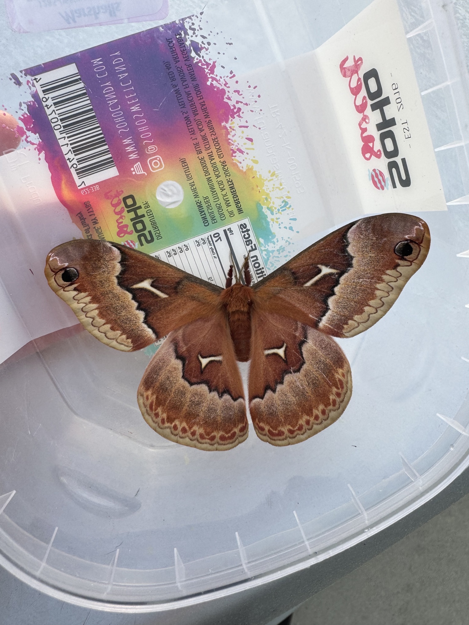 A large, colorful moth rests on a clear plastic container with a vibrant label.