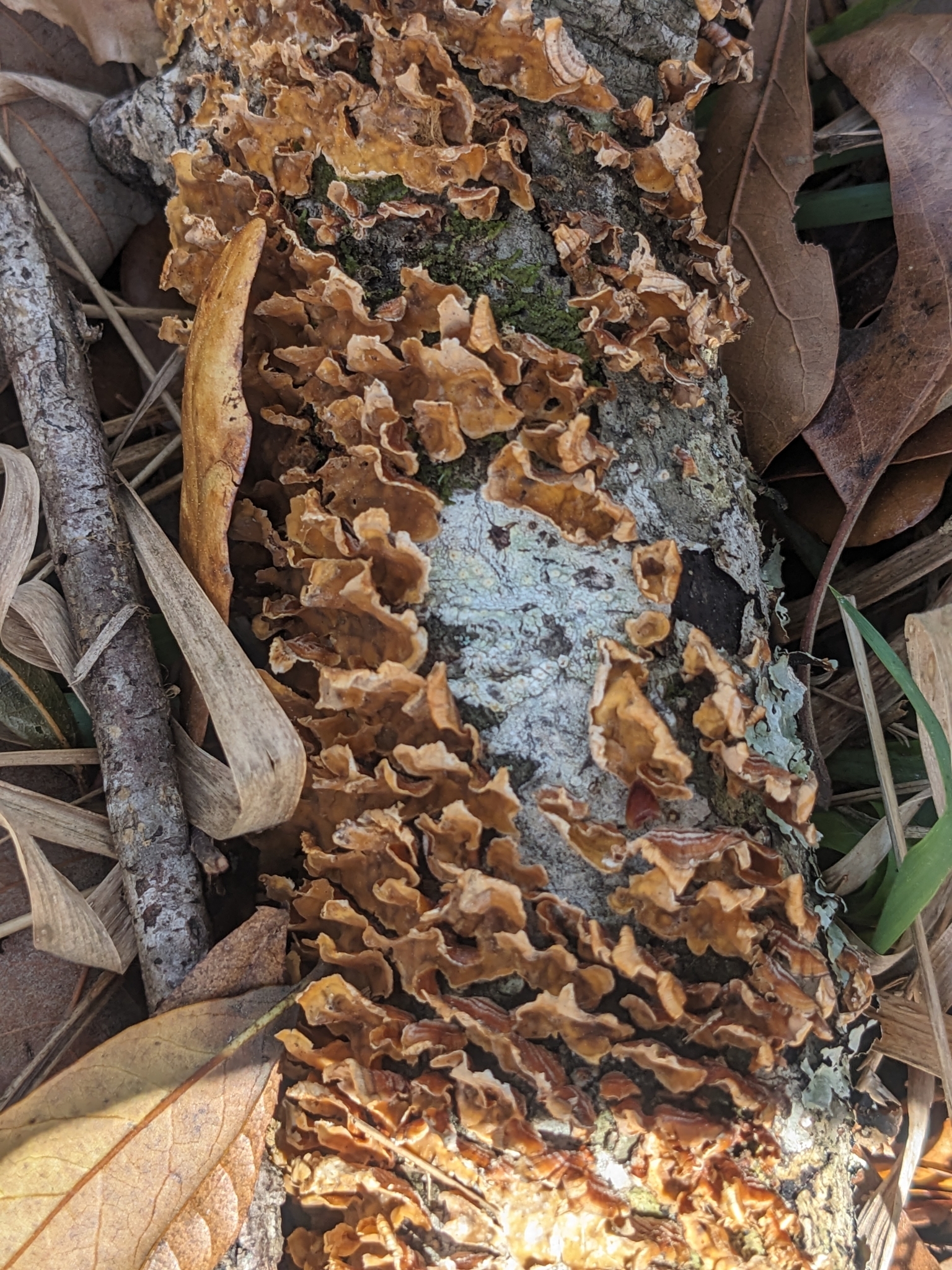 Brown, wavy fungi grow on a tree trunk, surrounded by fallen leaves and twigs.