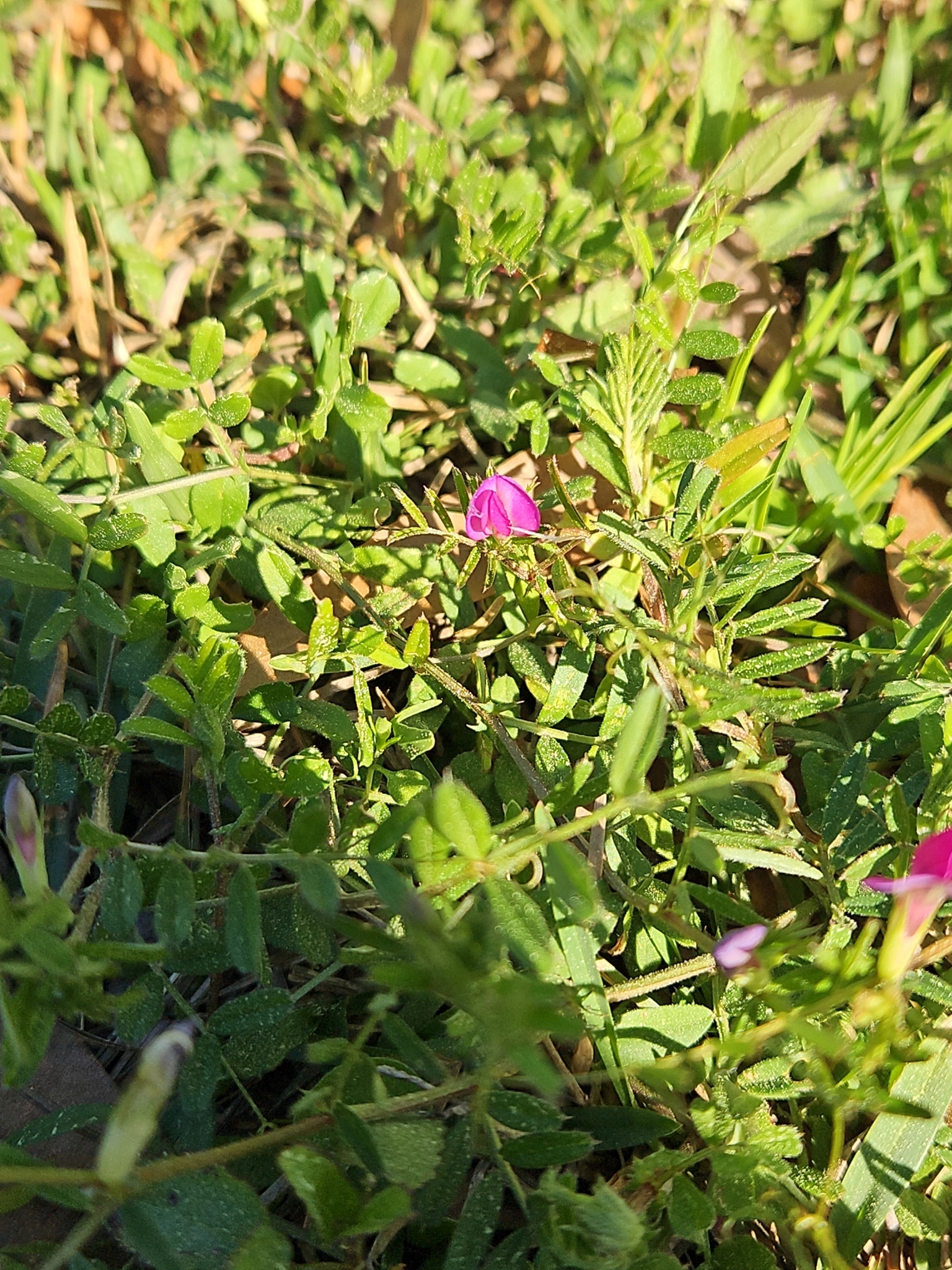 A small pink flower blooms among green grass and leaves.